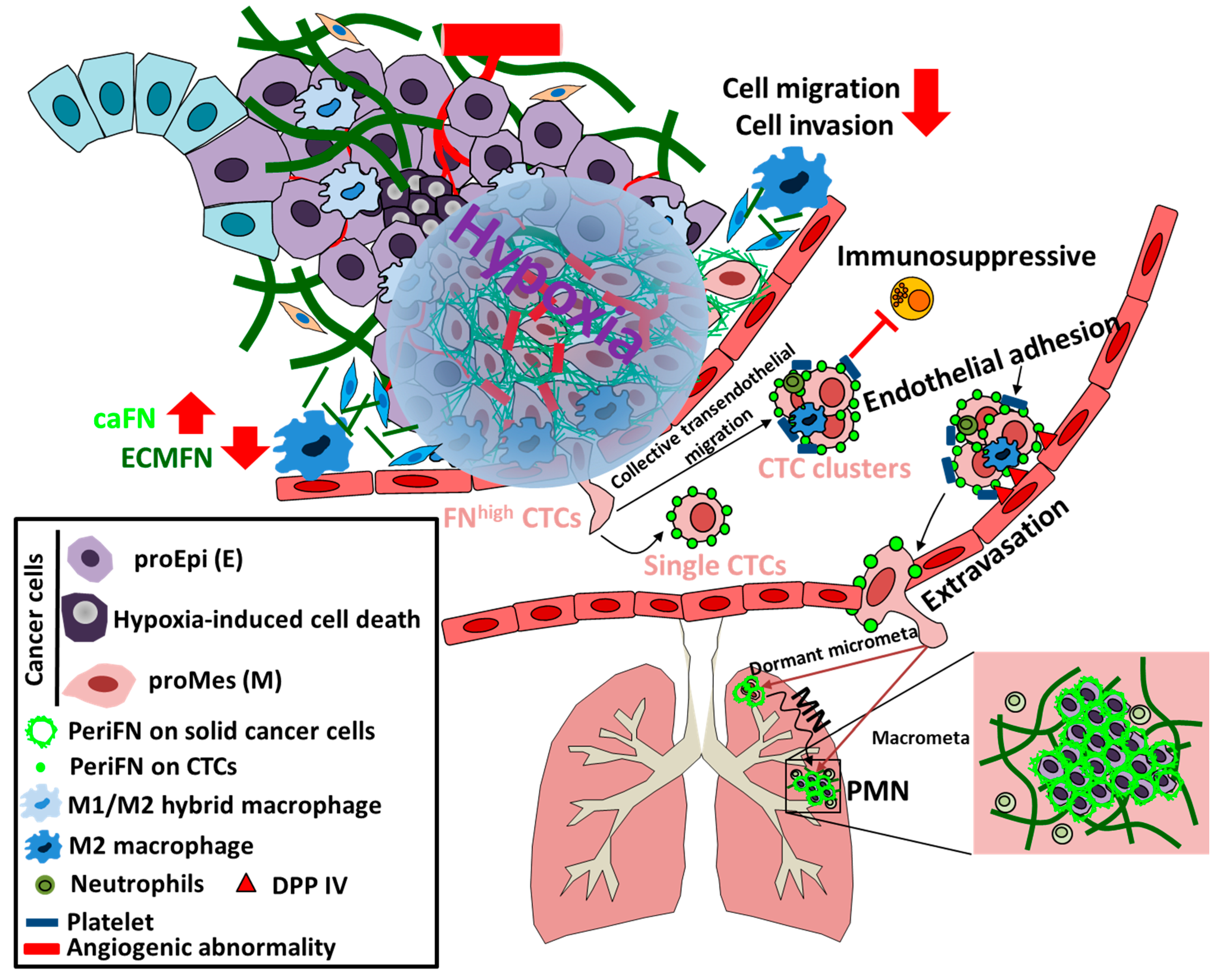 Cells Free Full Text Fibronectin In Cancer Friend Or Foe Html