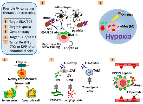 Cells Free Full Text Fibronectin In Cancer Friend Or Foe Html