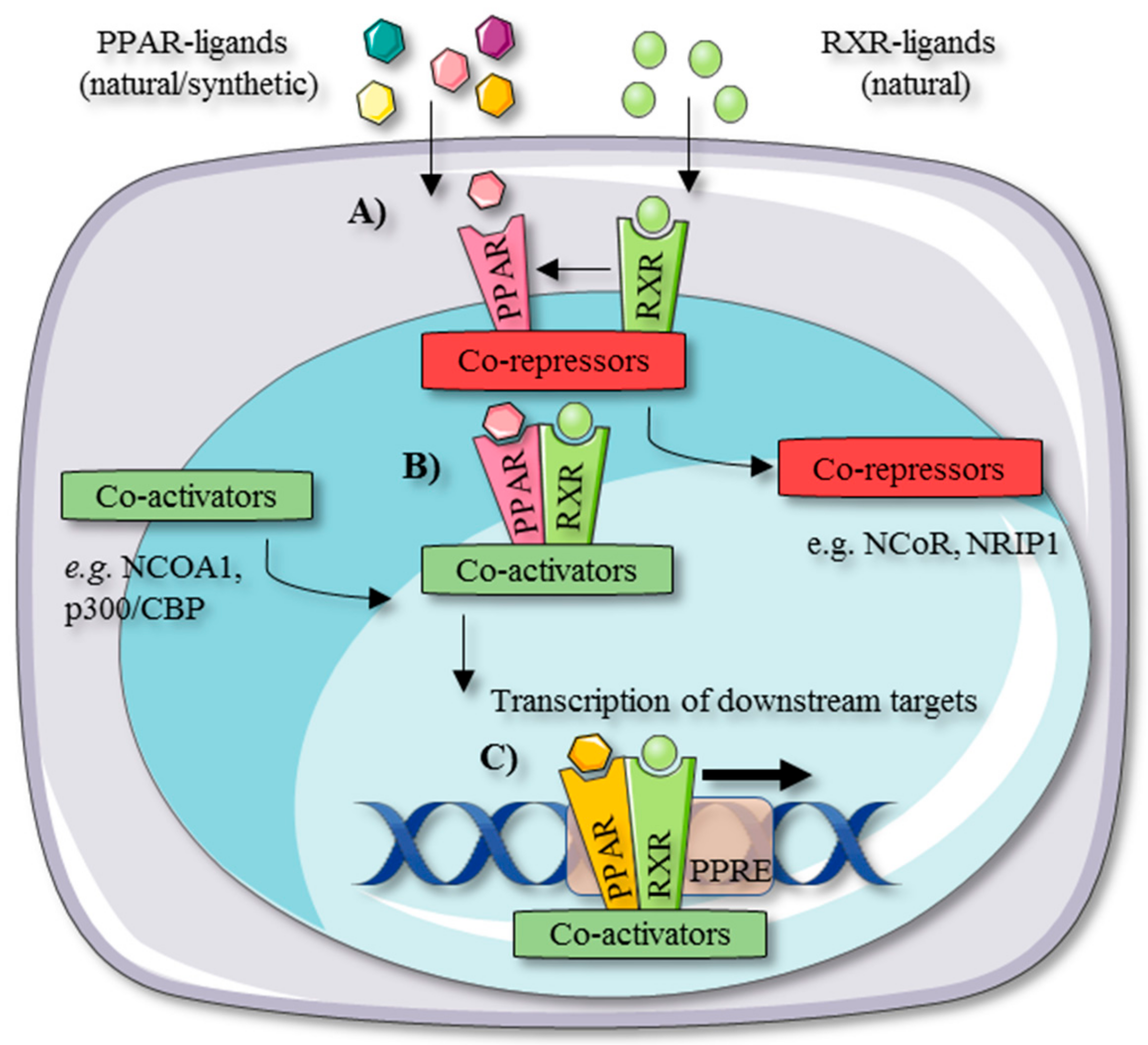 Cells 09 00037 g001 Cells 09 00037 g001