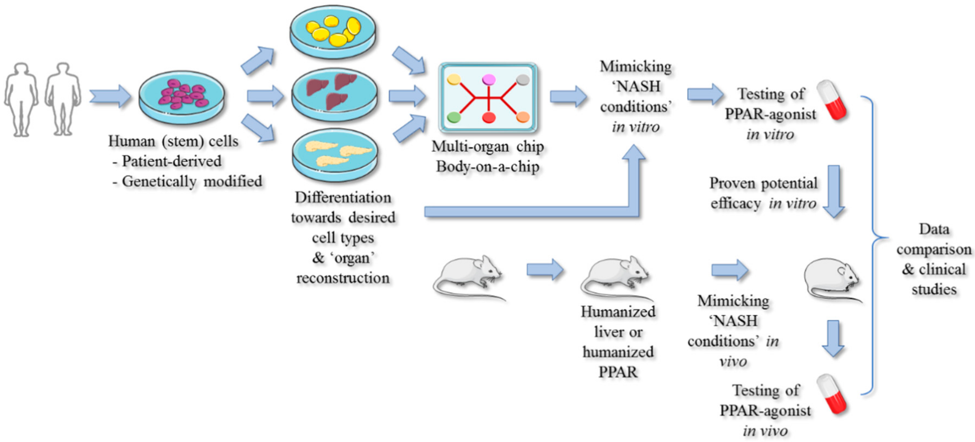 Cells 09 00037 g003 Cells 09 00037 g003