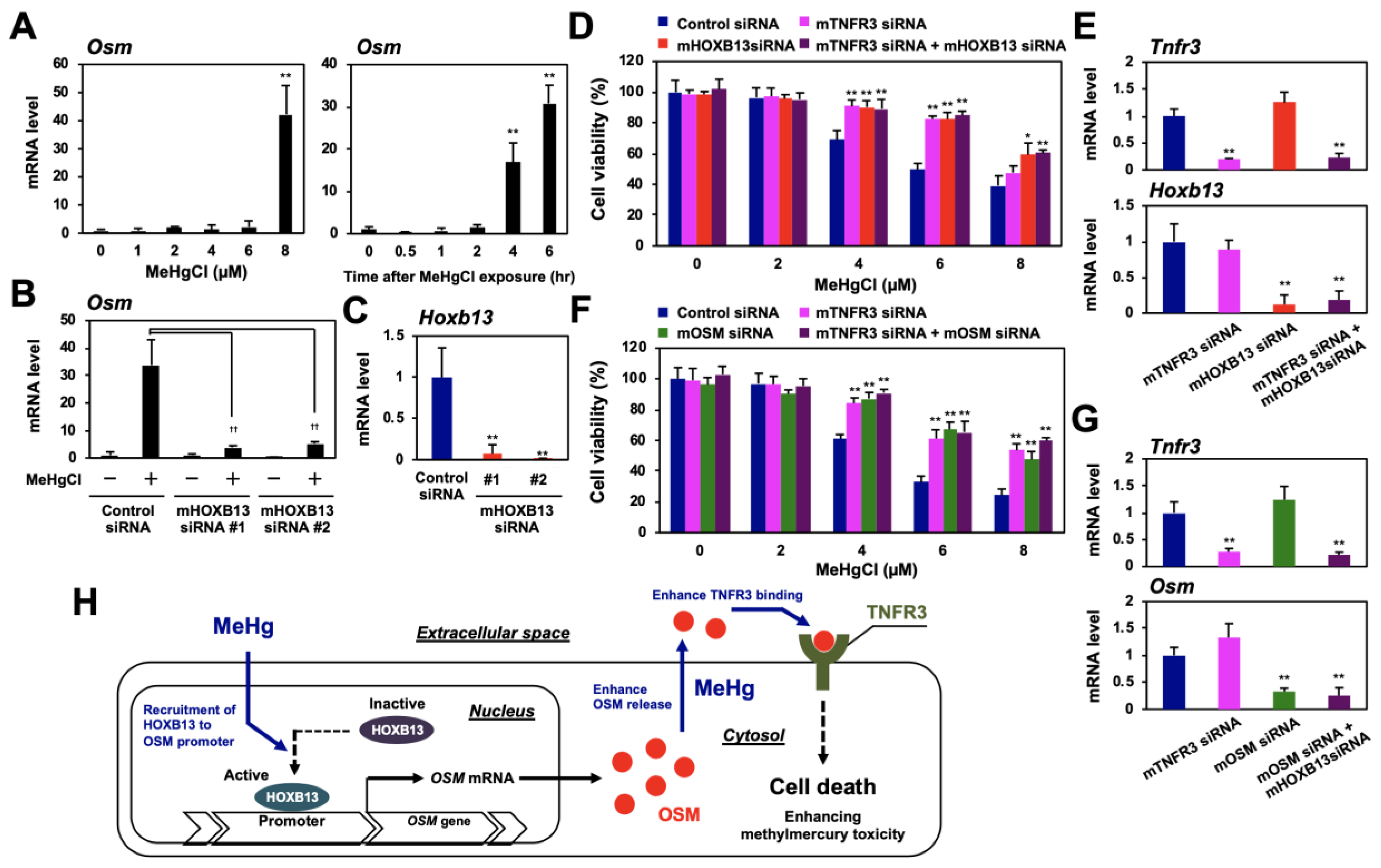 Cells 09 00045 g007 Cells 09 00045 g007