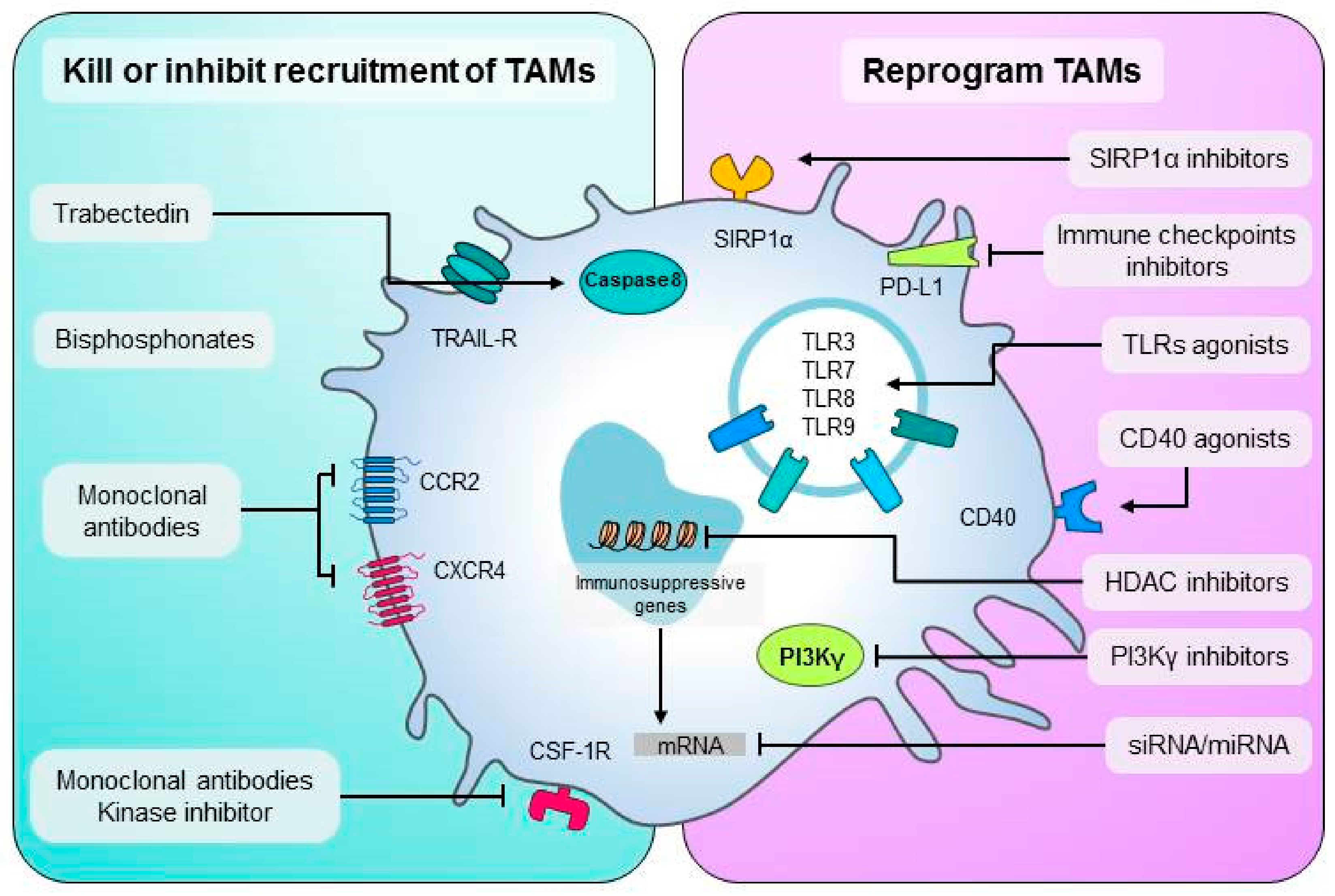 Cells free full text current strategies to target tumor associated