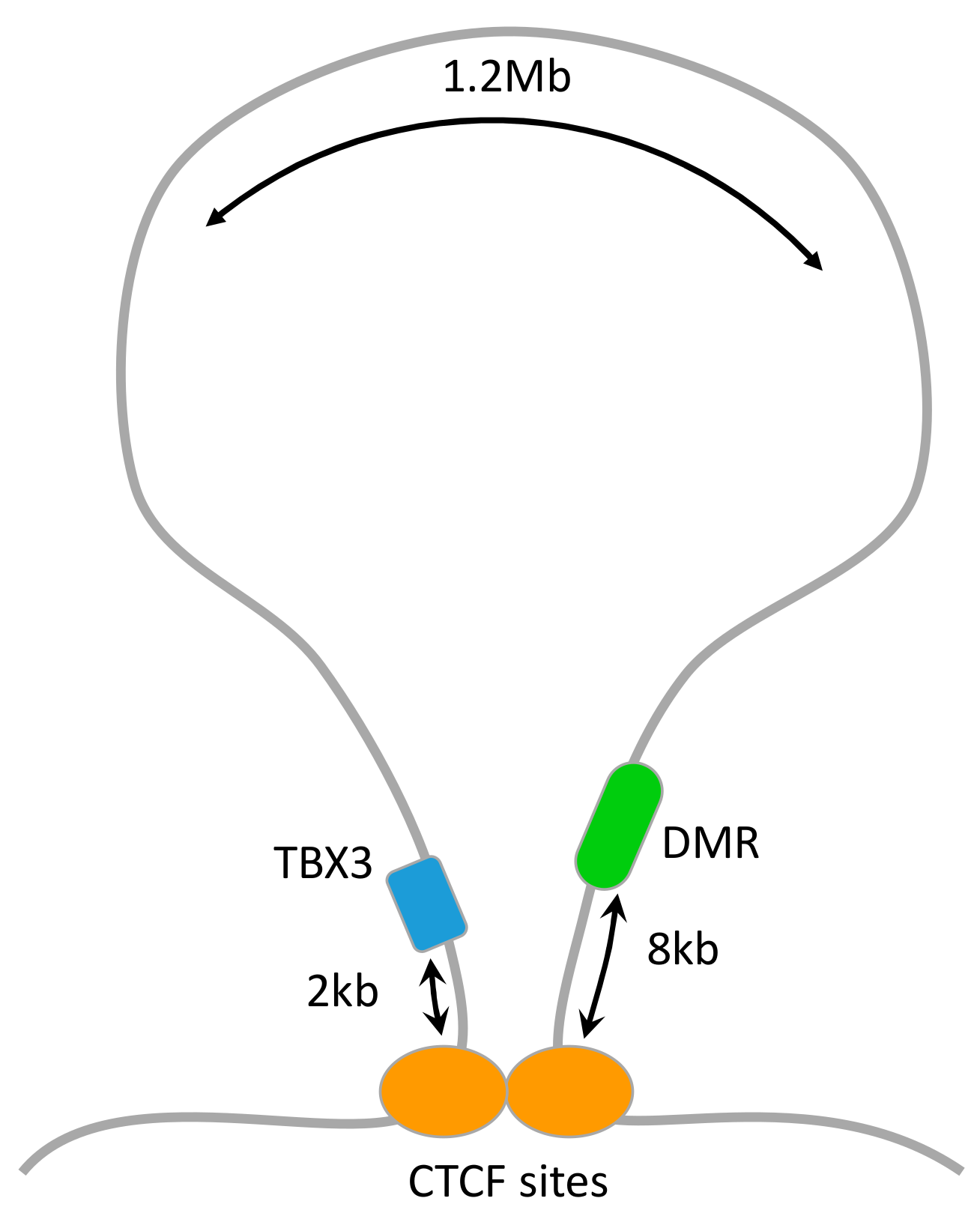 Cells 09 00048 g003
