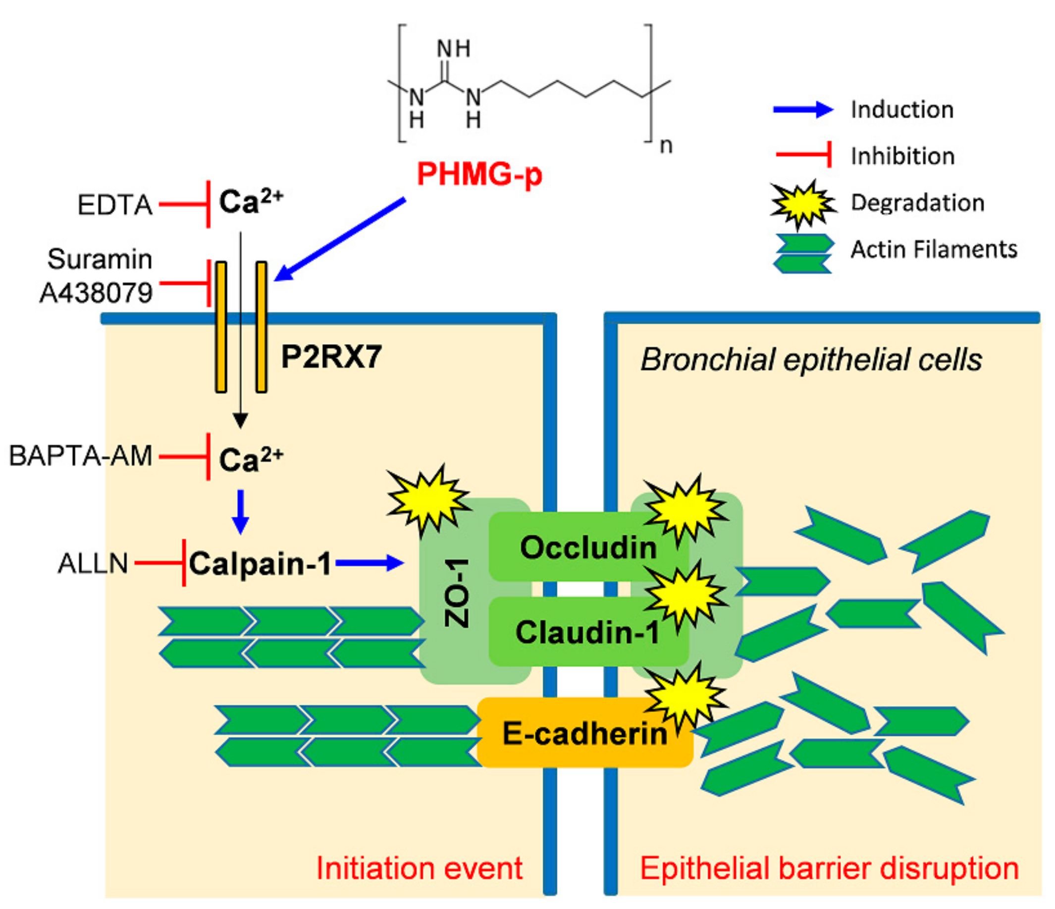 антитела asma и f-actin отличия. актин и миозин. белок дистрофин. альфа актинин. нуклеар лекарство.