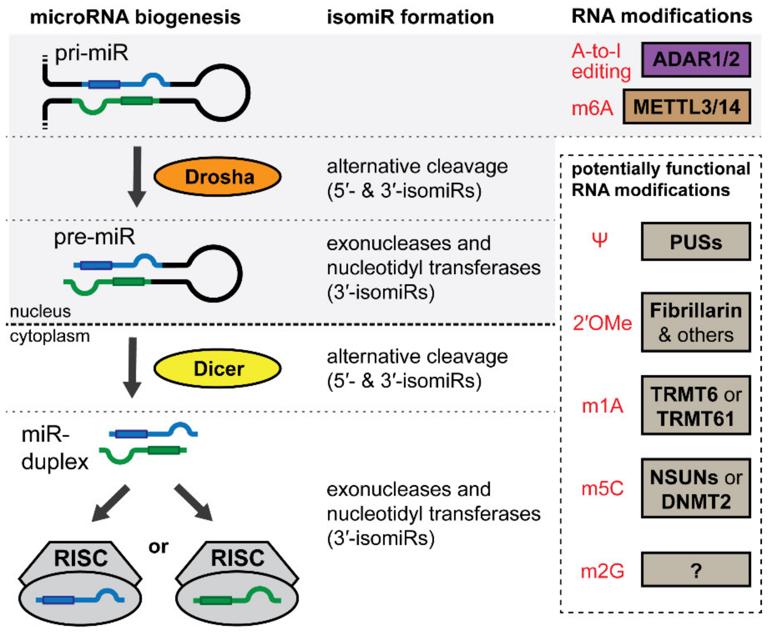 MicroRNA-411 and Its 5′-IsomiR Have Distinct Targets and Functions