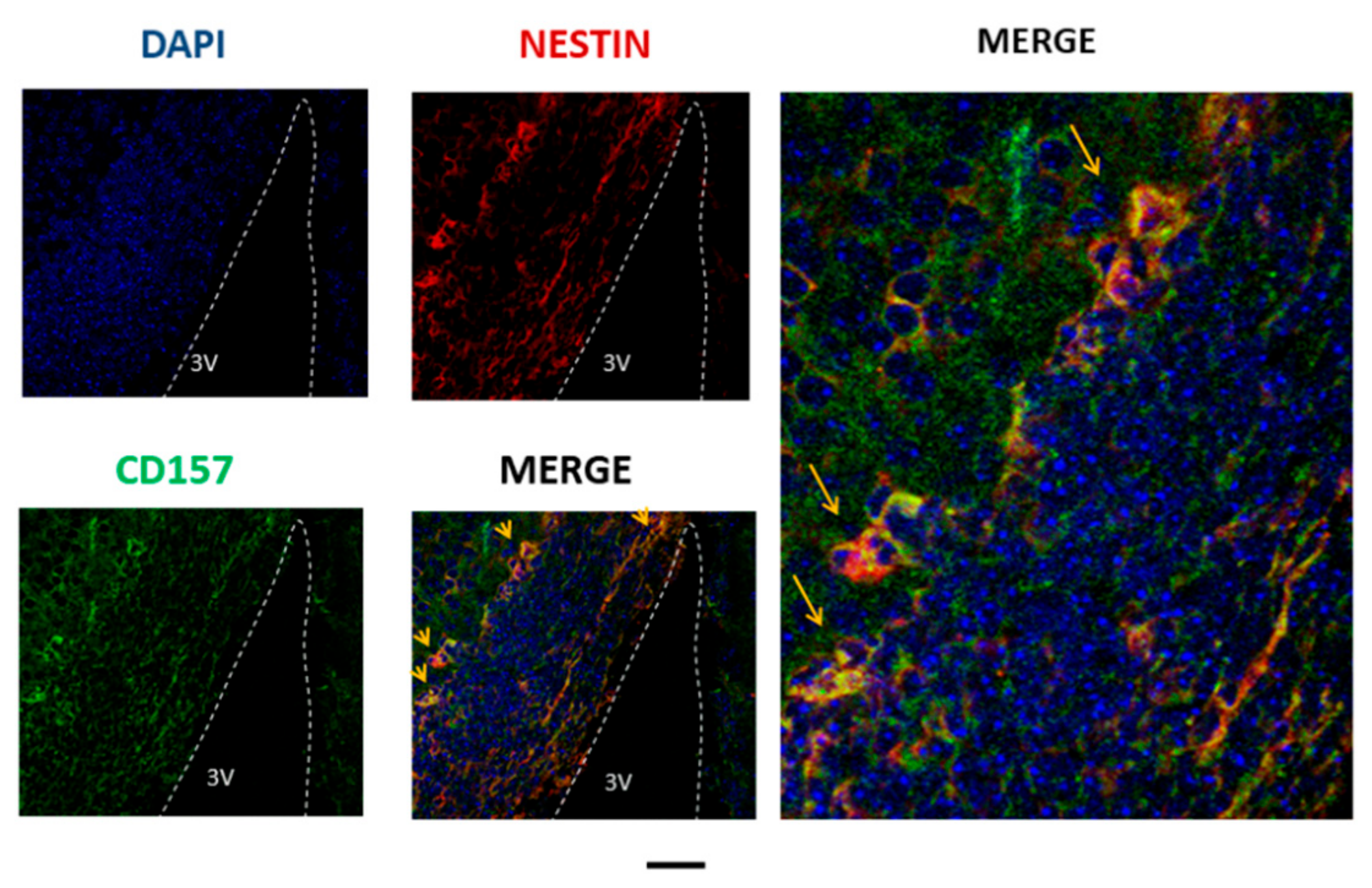Cells 09 00062 g001 Cells 09 00062 g001