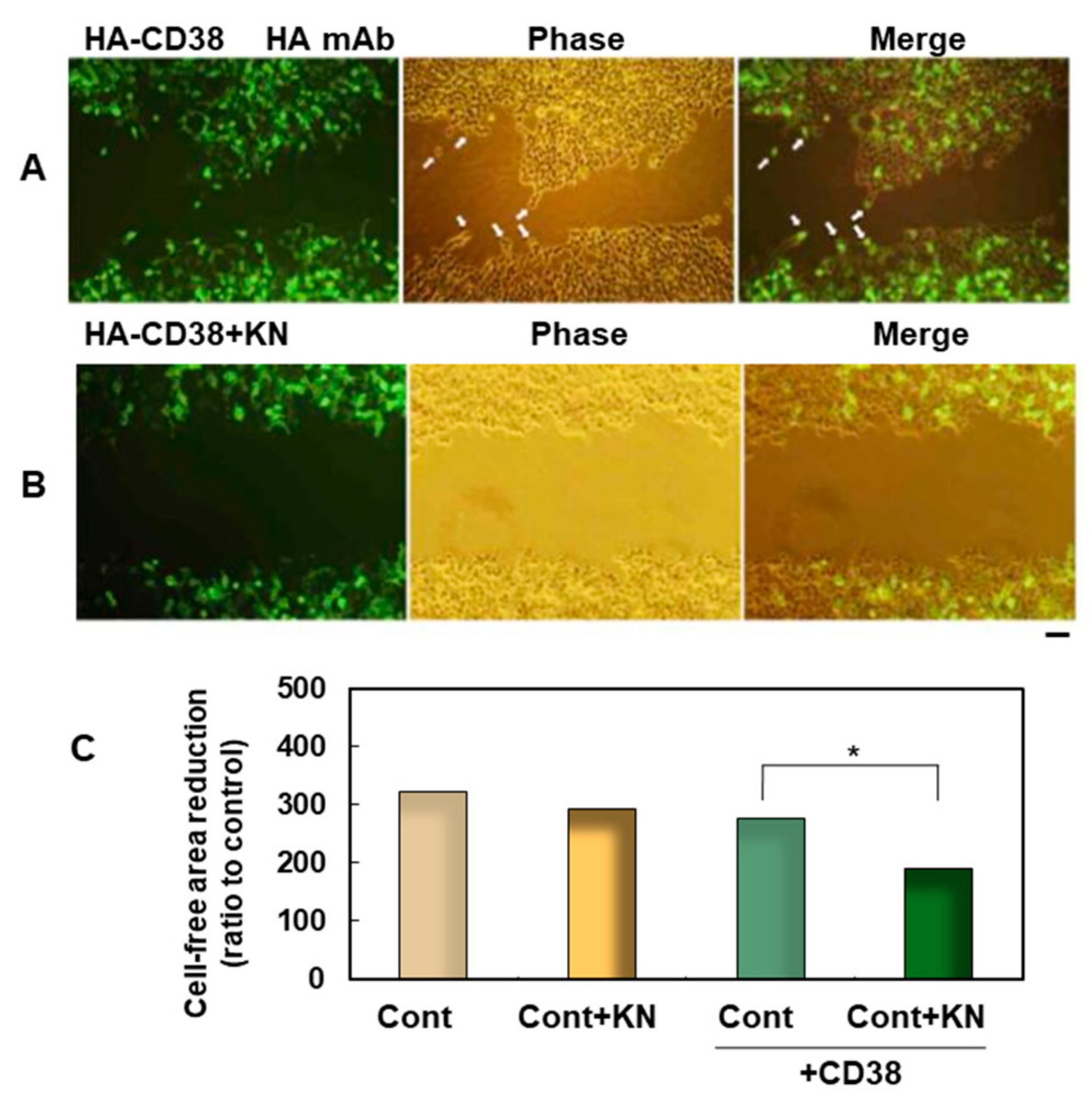Cells 09 00062 g003 Cells 09 00062 g003