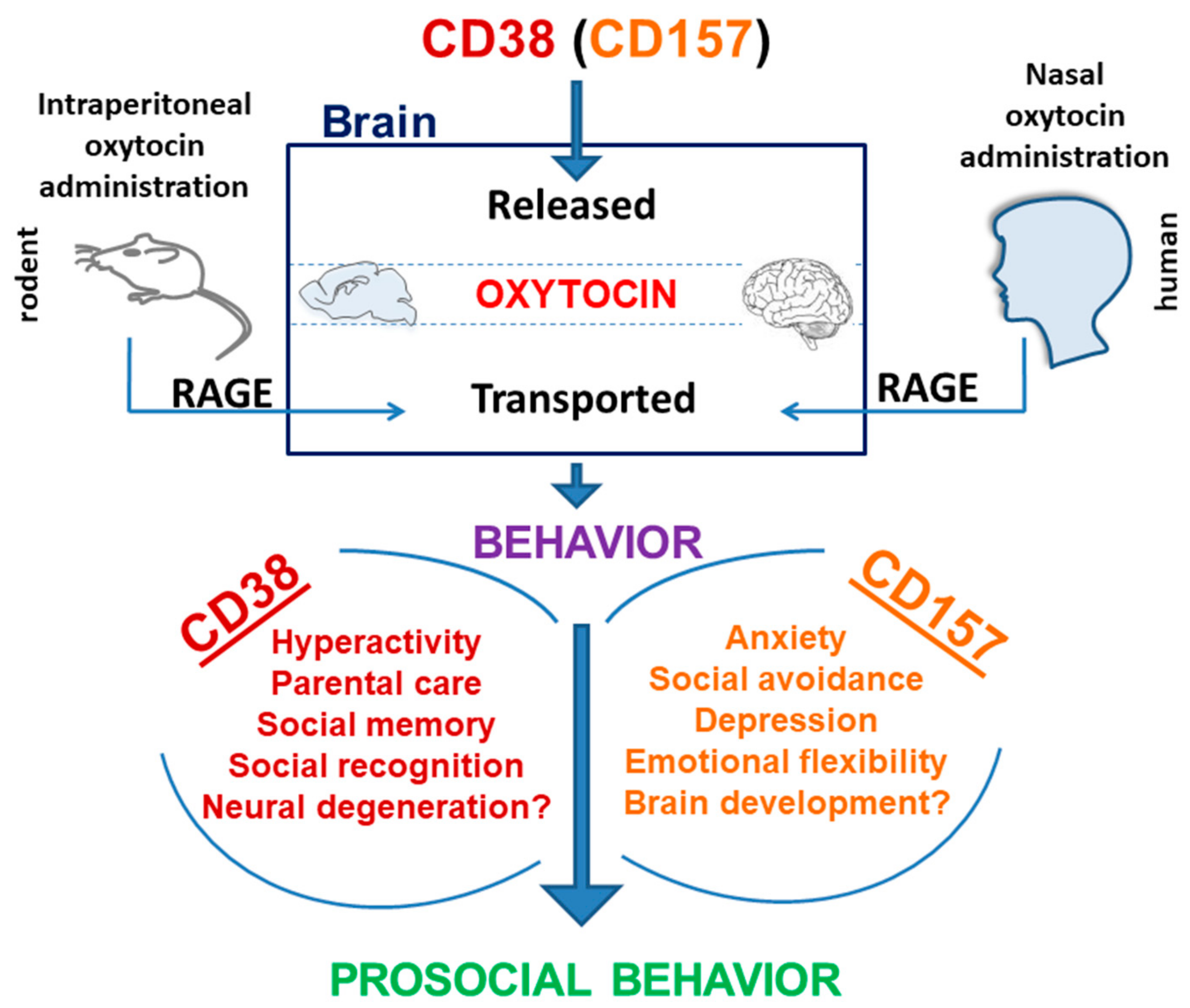 Cells 09 00062 g005 Cells 09 00062 g005