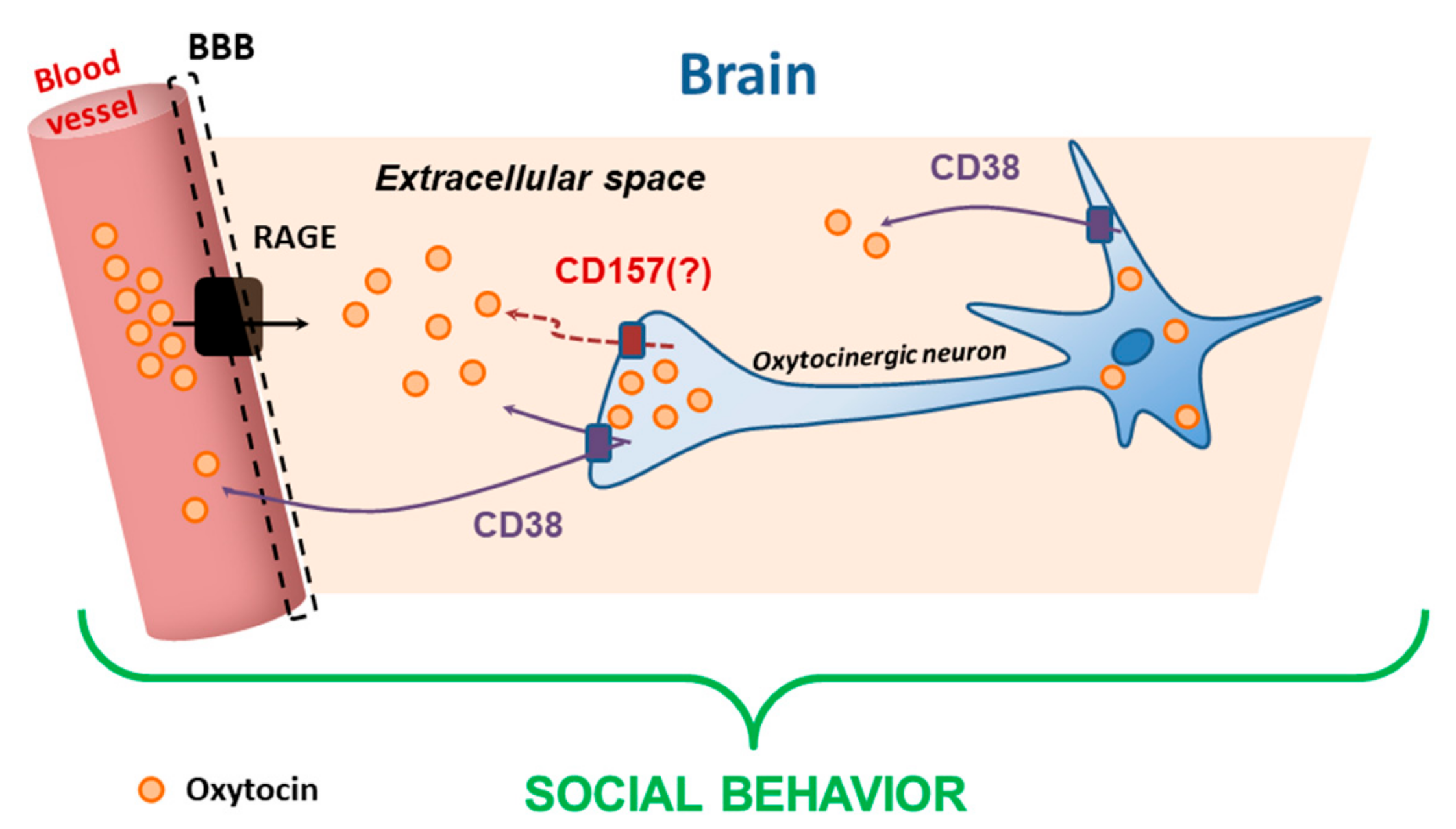 Cells 09 00062 g006 Cells 09 00062 g006