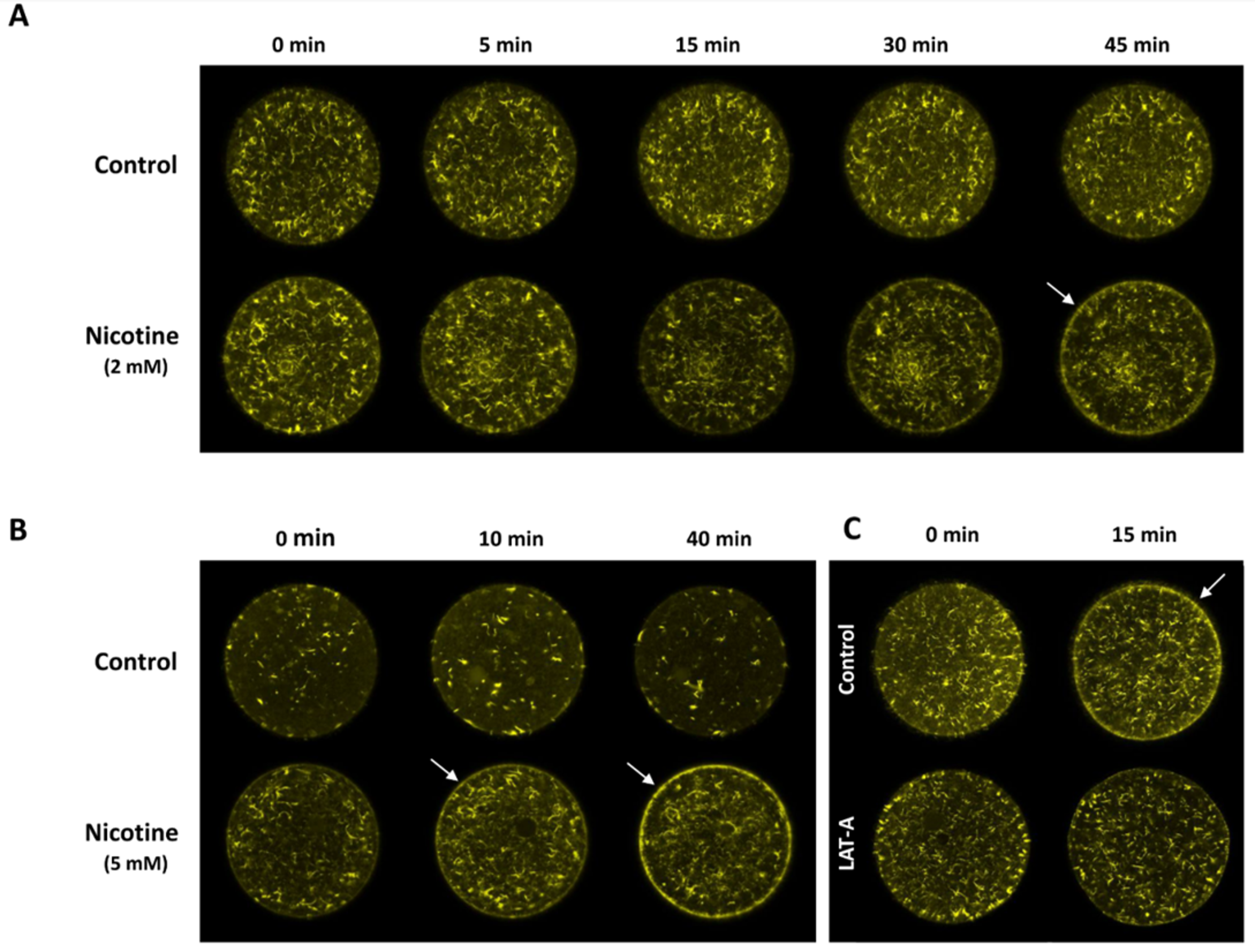 Cells 09 00063 g004 Cells 09 00063 g004