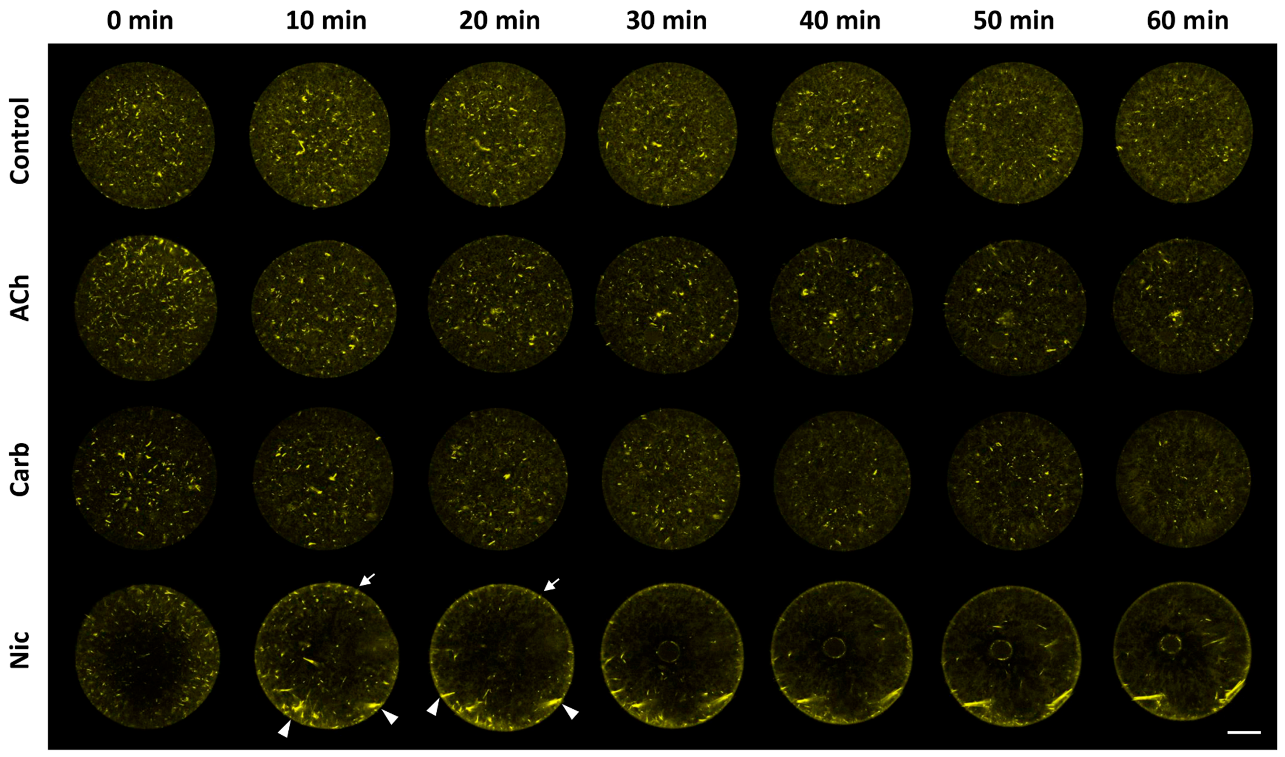 Cells 09 00063 g008 Cells 09 00063 g008