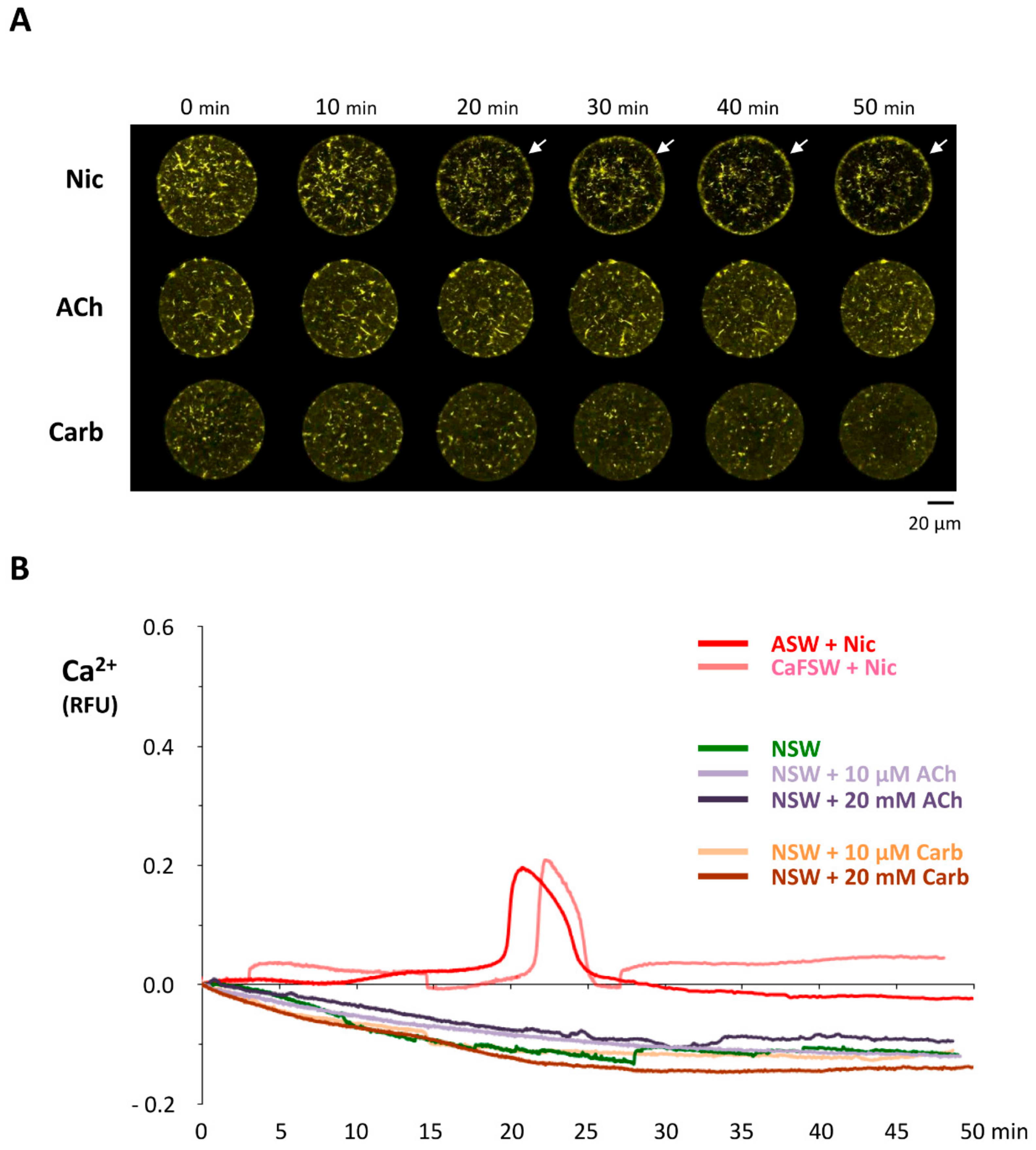 Cells 09 00063 g009 Cells 09 00063 g009