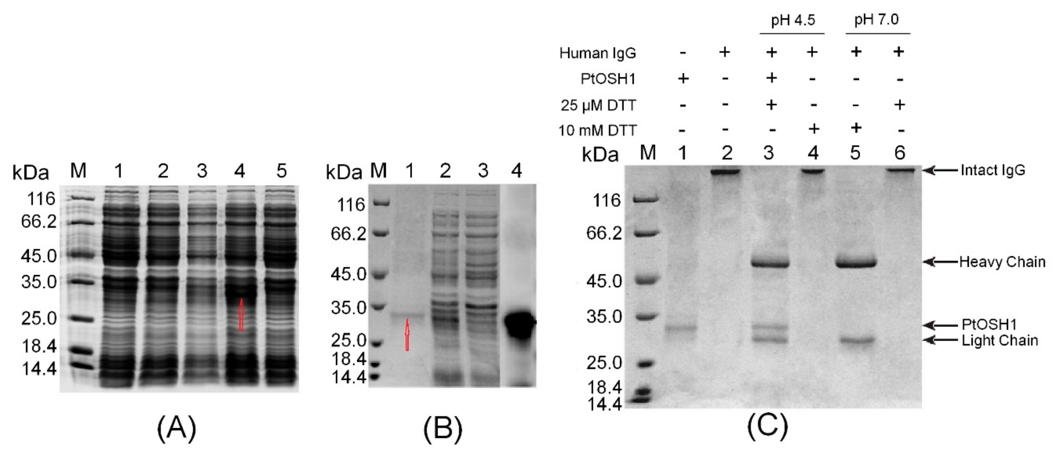 Cells 09 00076 g004 Cells 09 00076 g004