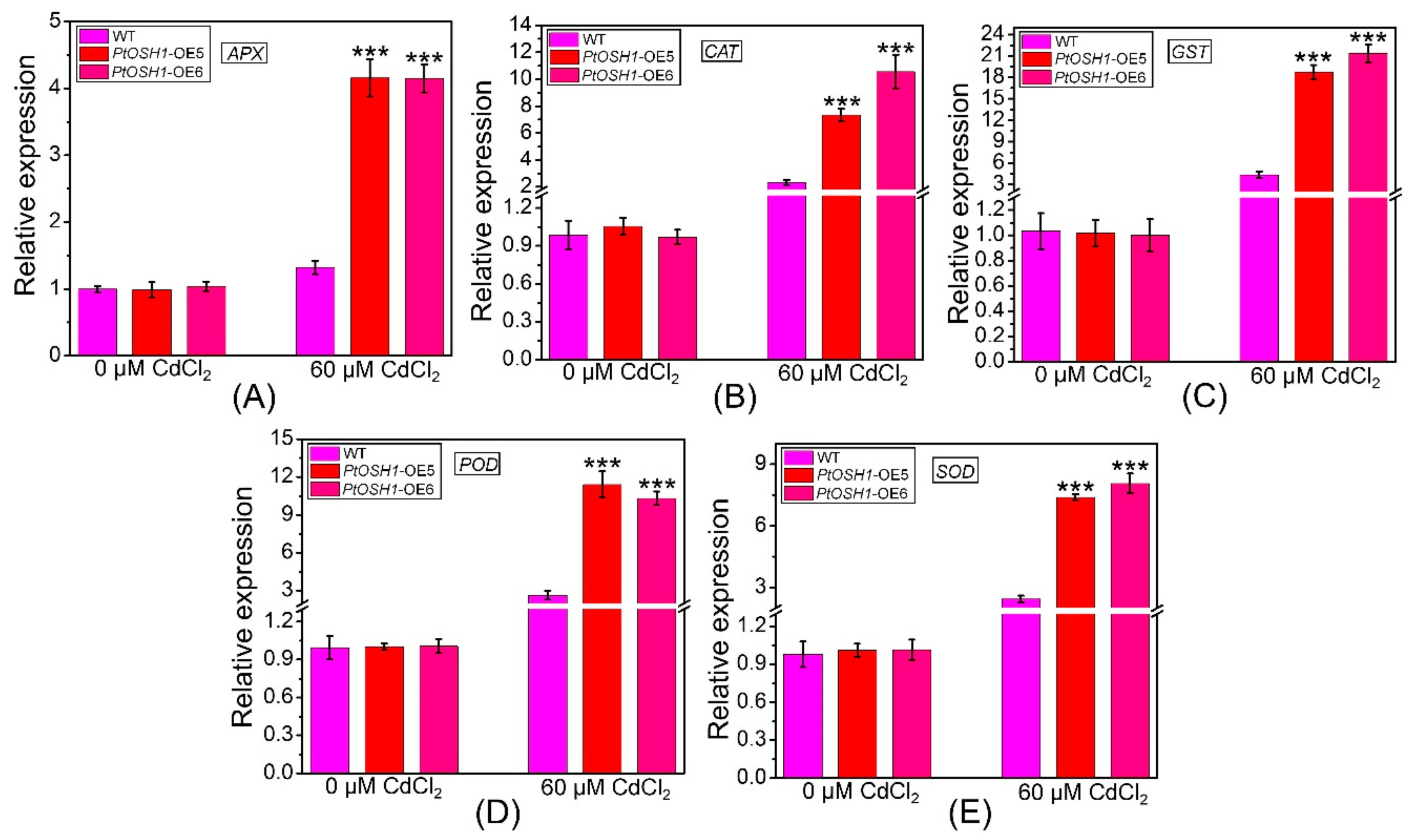 Cells 09 00076 g007 Cells 09 00076 g007