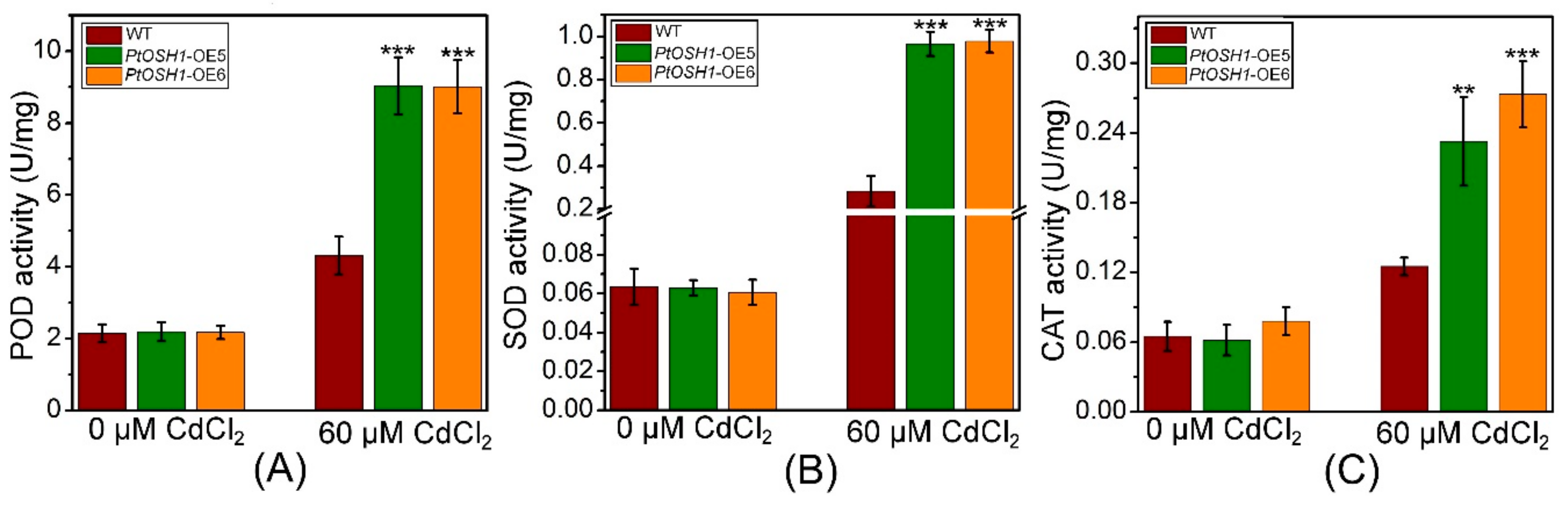 Cells 09 00076 g008 Cells 09 00076 g008