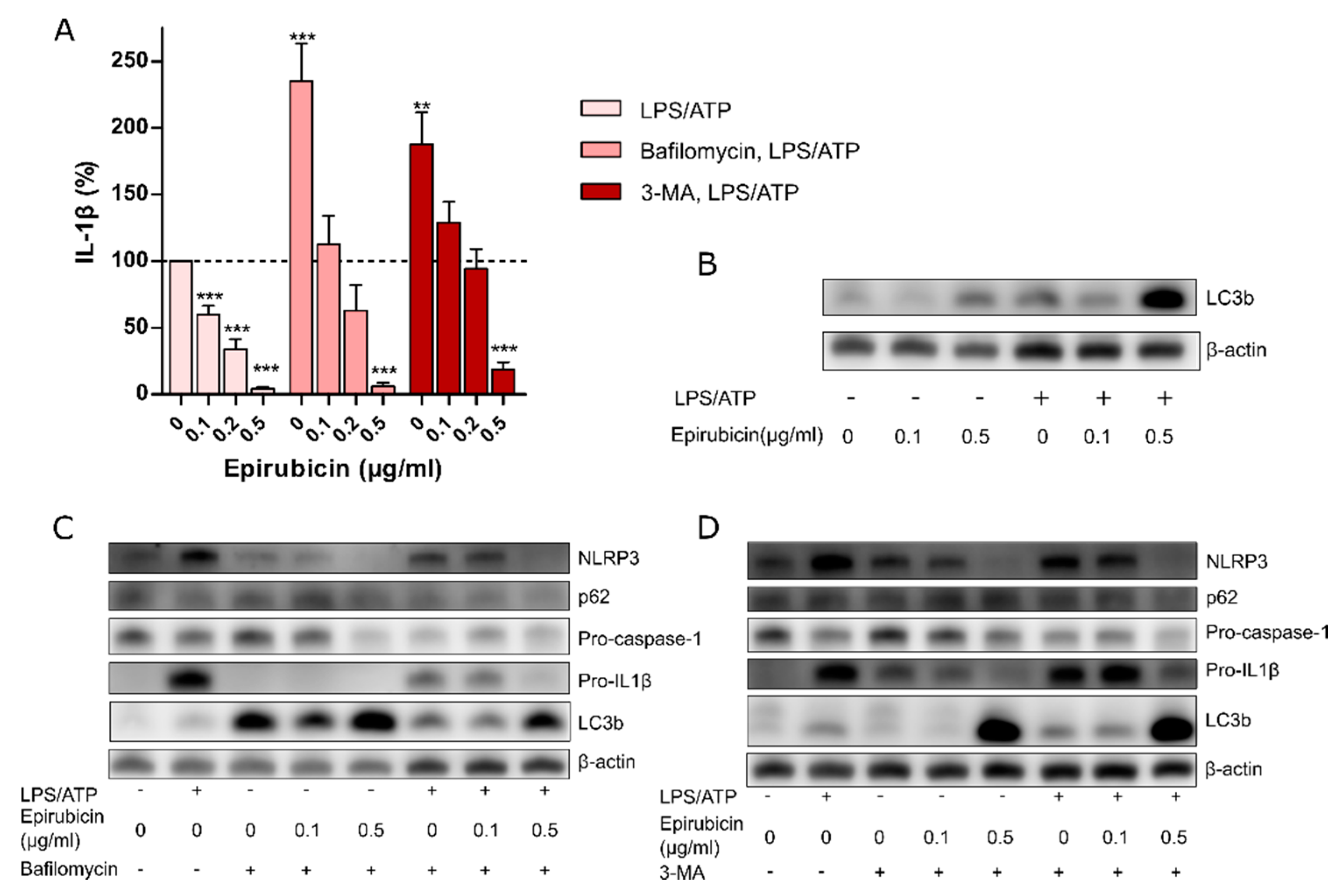 Cells 09 00079 g003 Cells 09 00079 g003