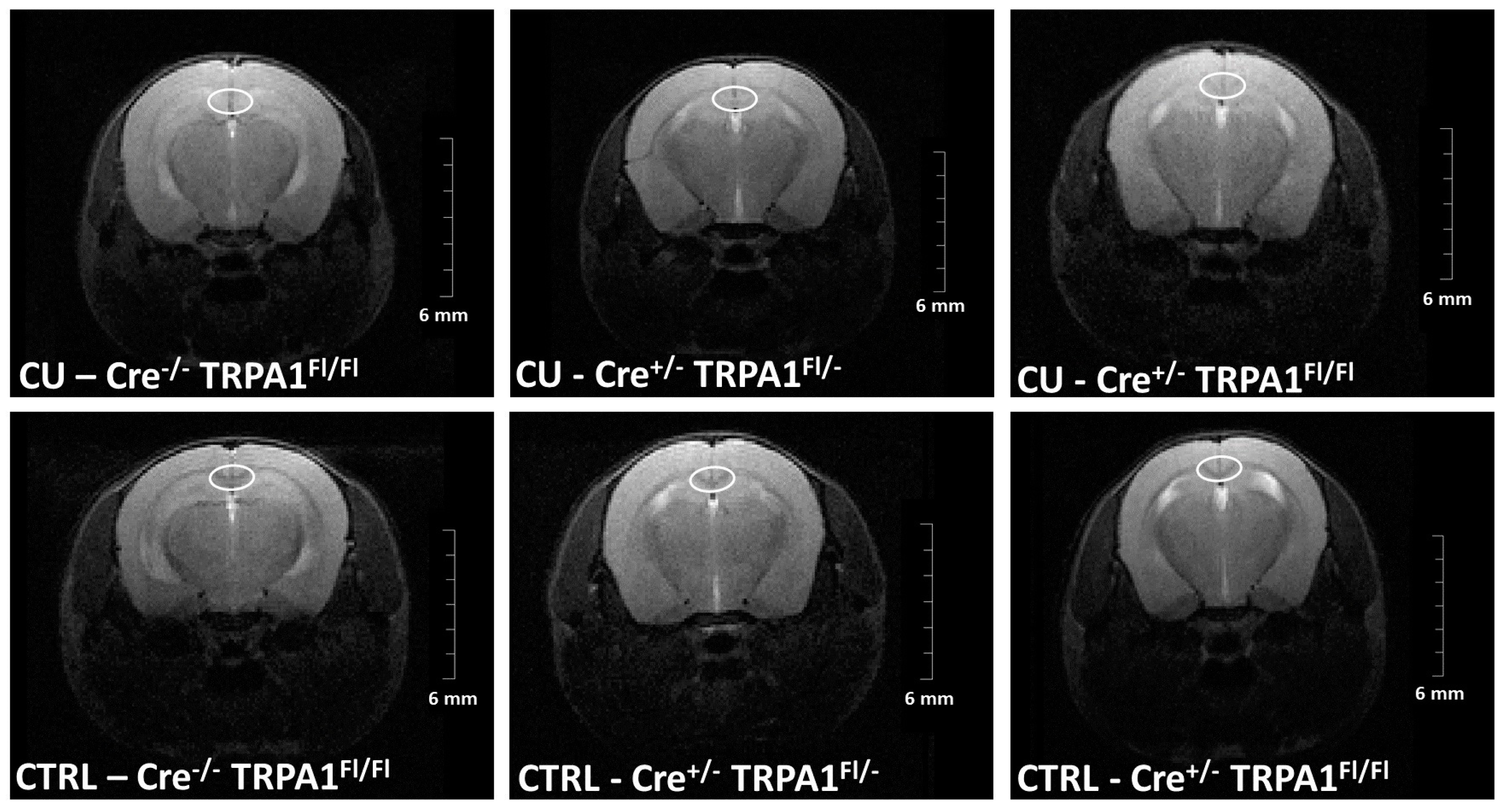 Cells 09 00081 g002 Cells 09 00081 g002