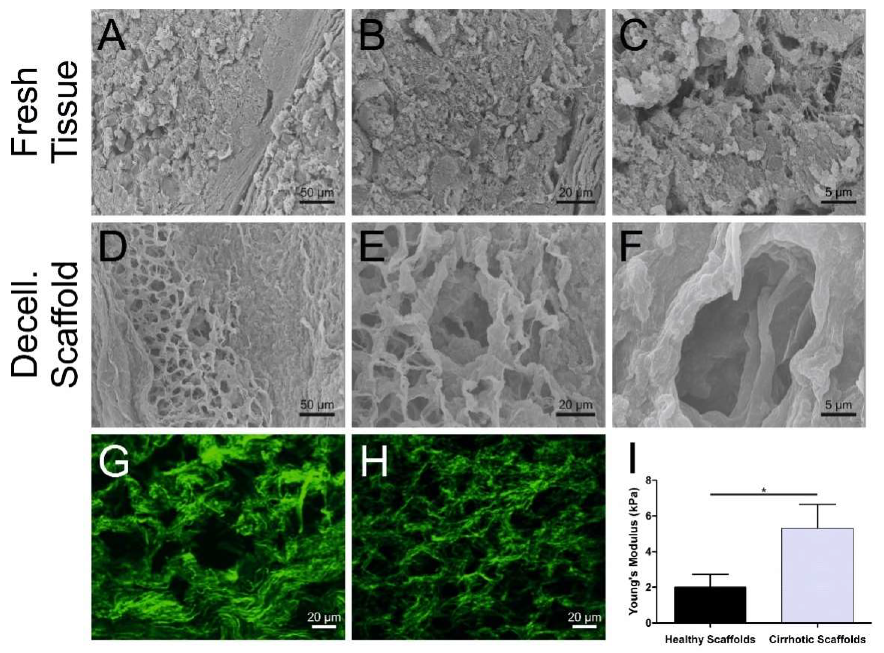 Cells 09 00083 g002 Cells 09 00083 g002