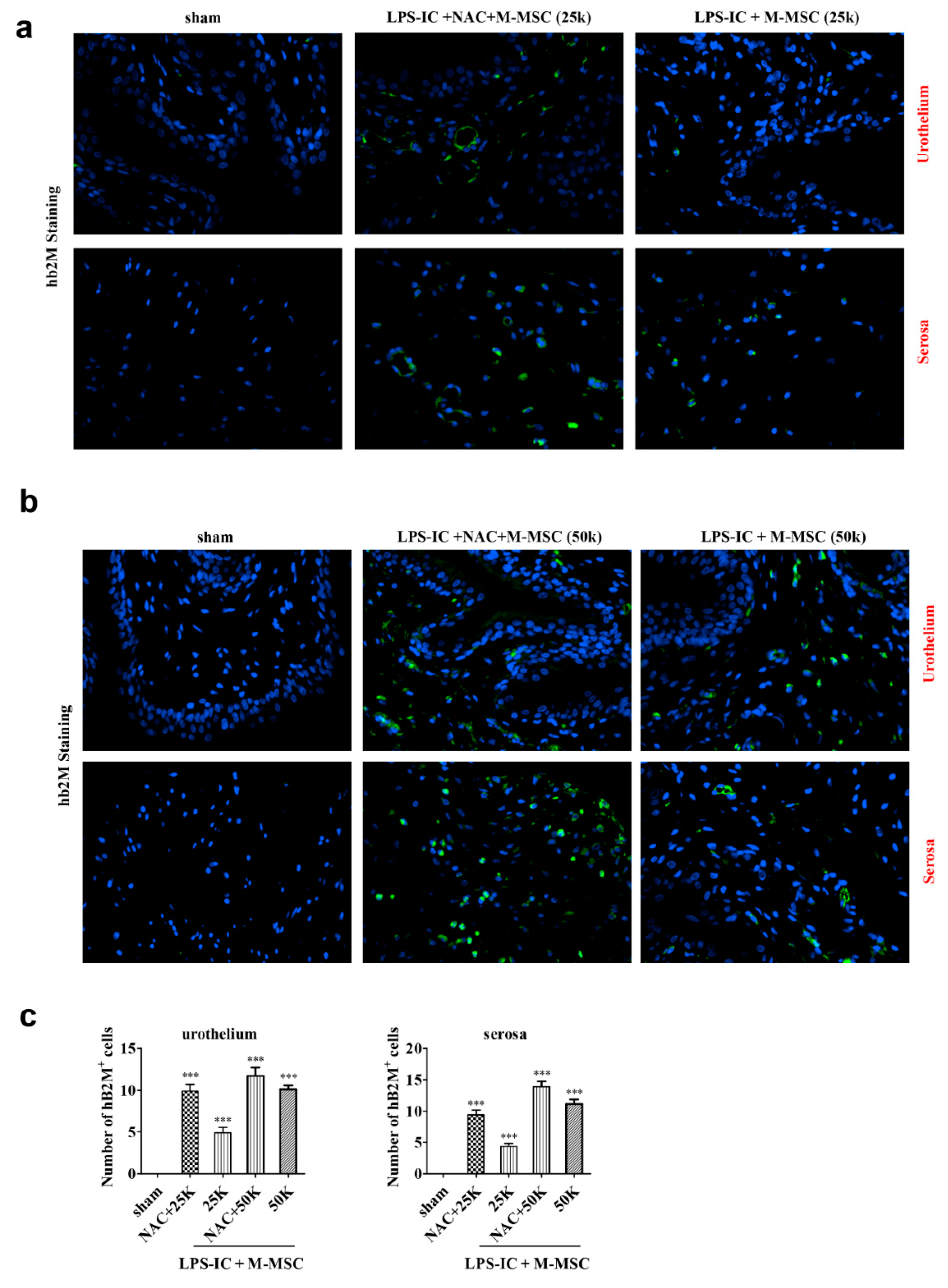 Cells 09 00086 g006