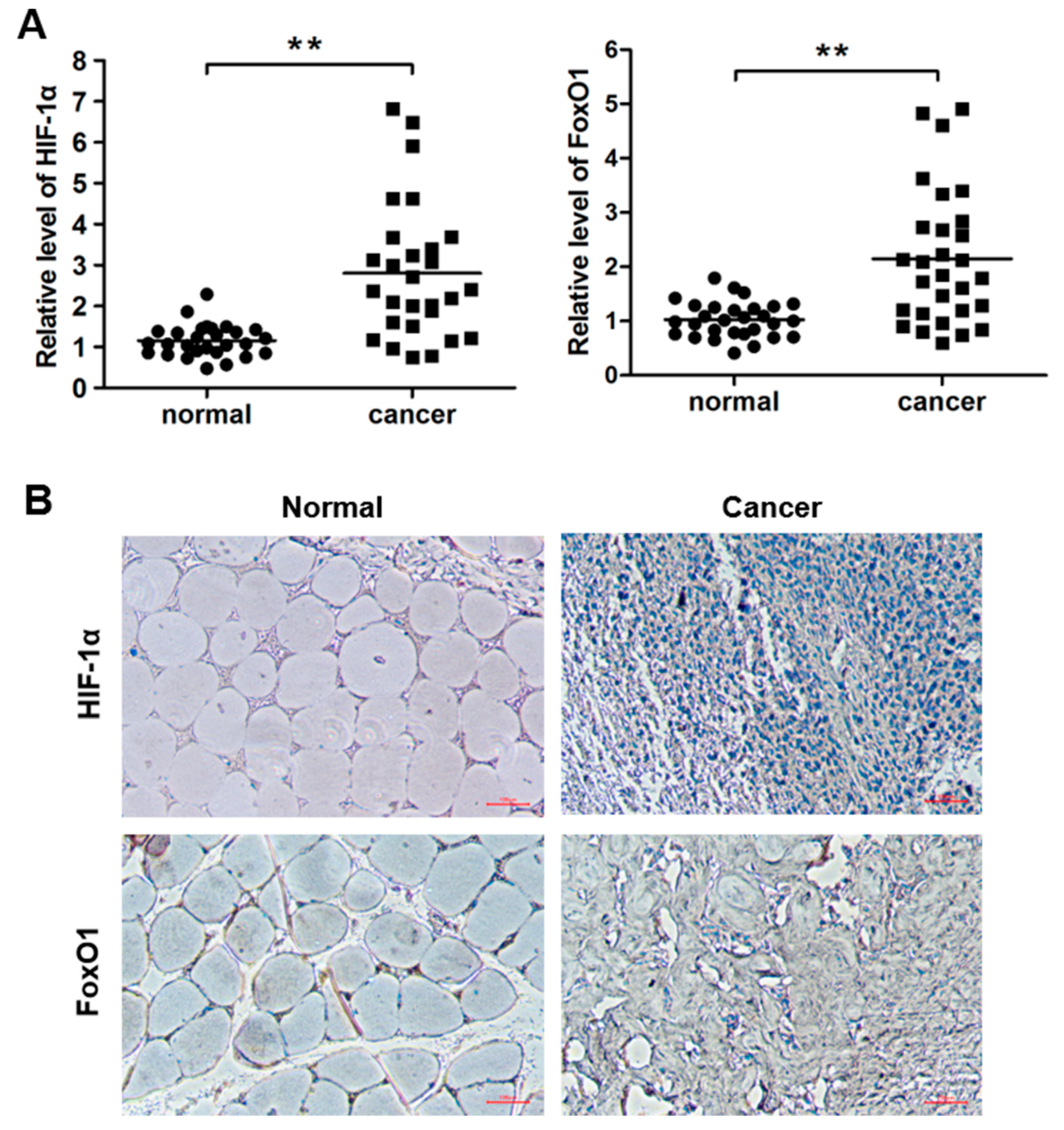 Cells 09 00087 g002 Cells 09 00087 g002