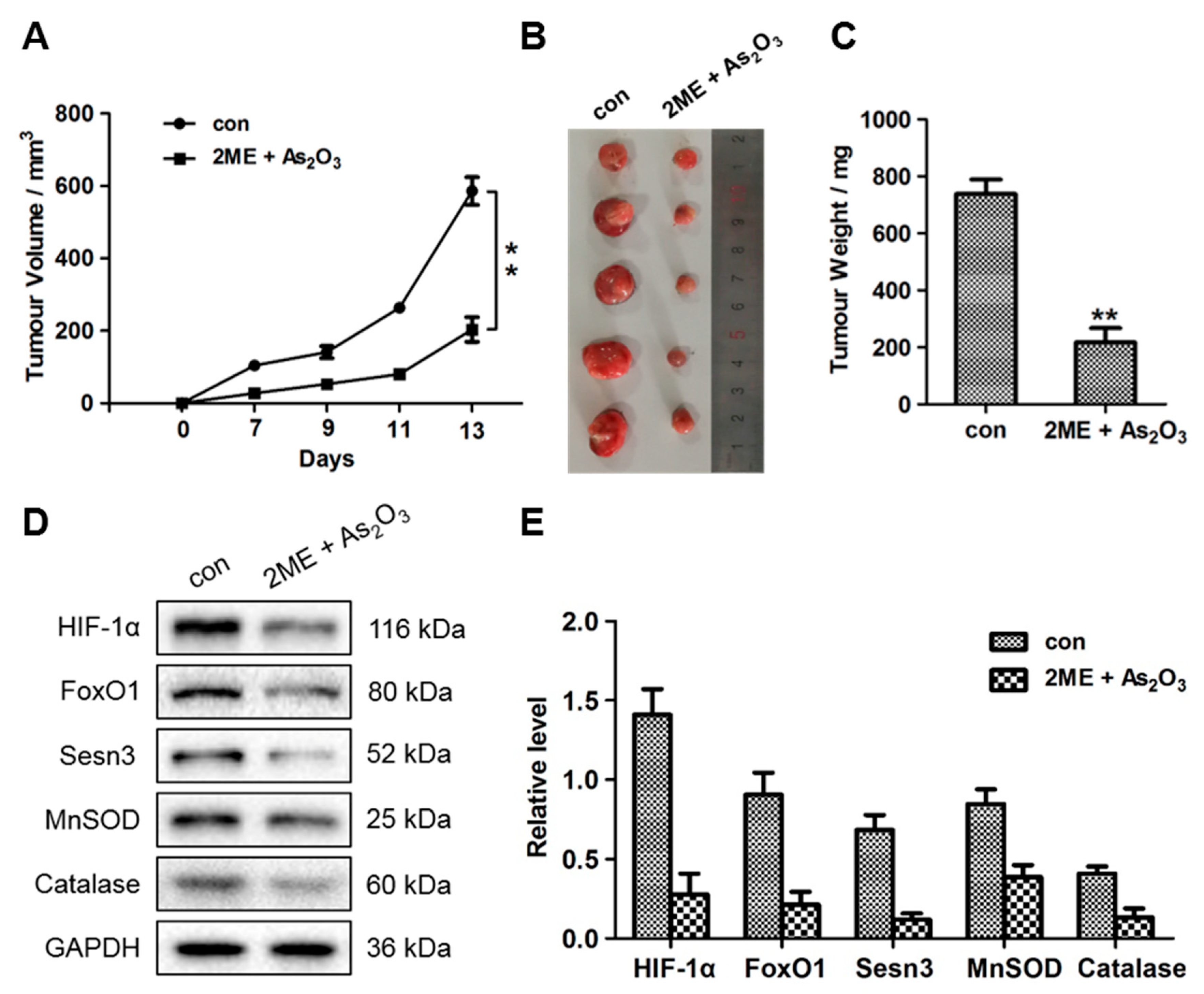Cells 09 00087 g007 Cells 09 00087 g007