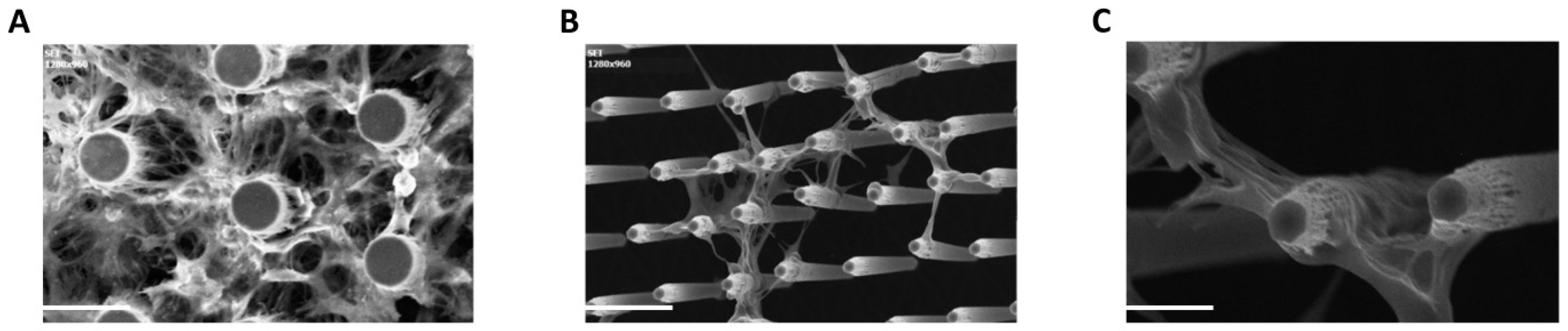 Cells 09 00088 g004 Cells 09 00088 g004