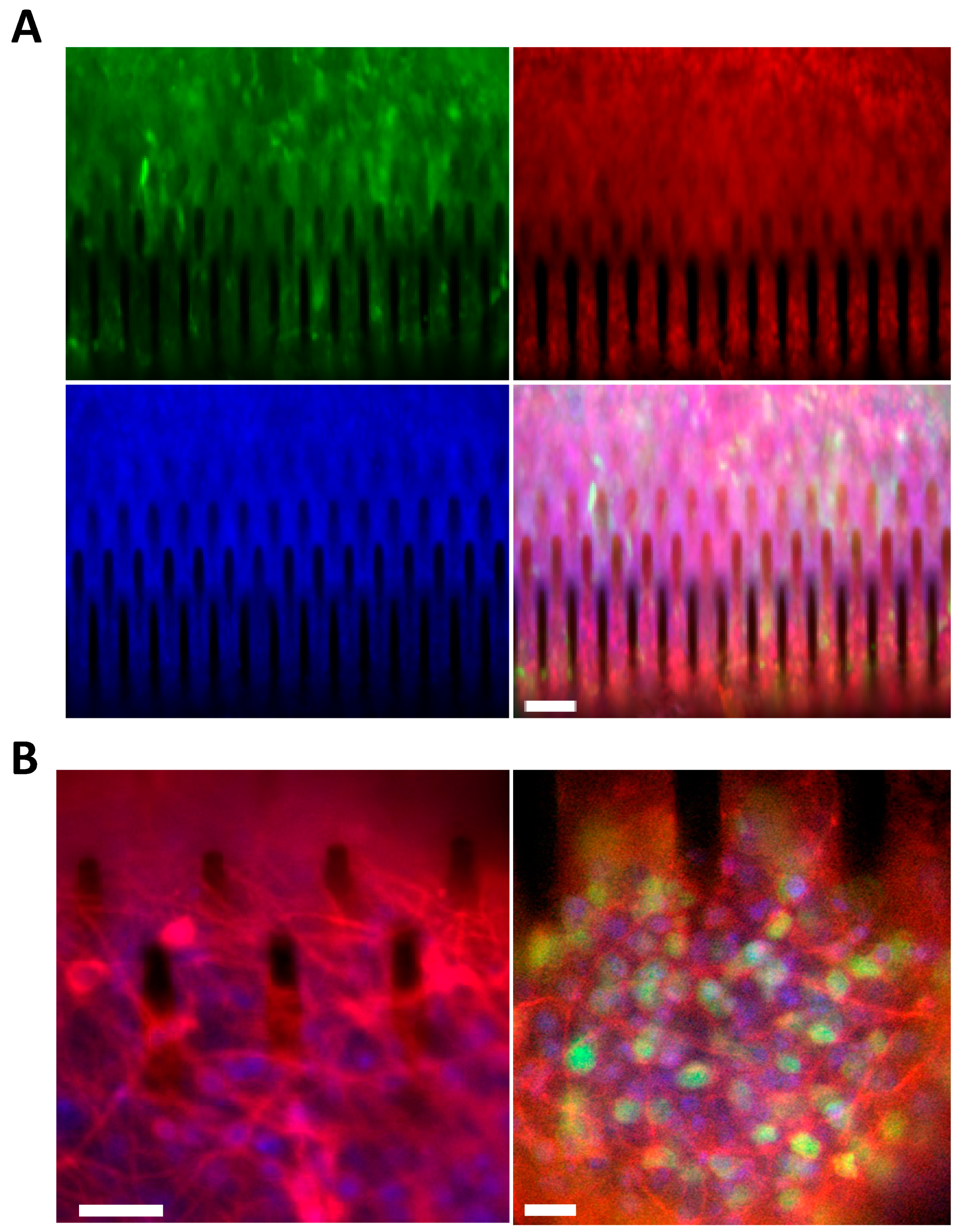 Cells 09 00088 g008 Cells 09 00088 g008