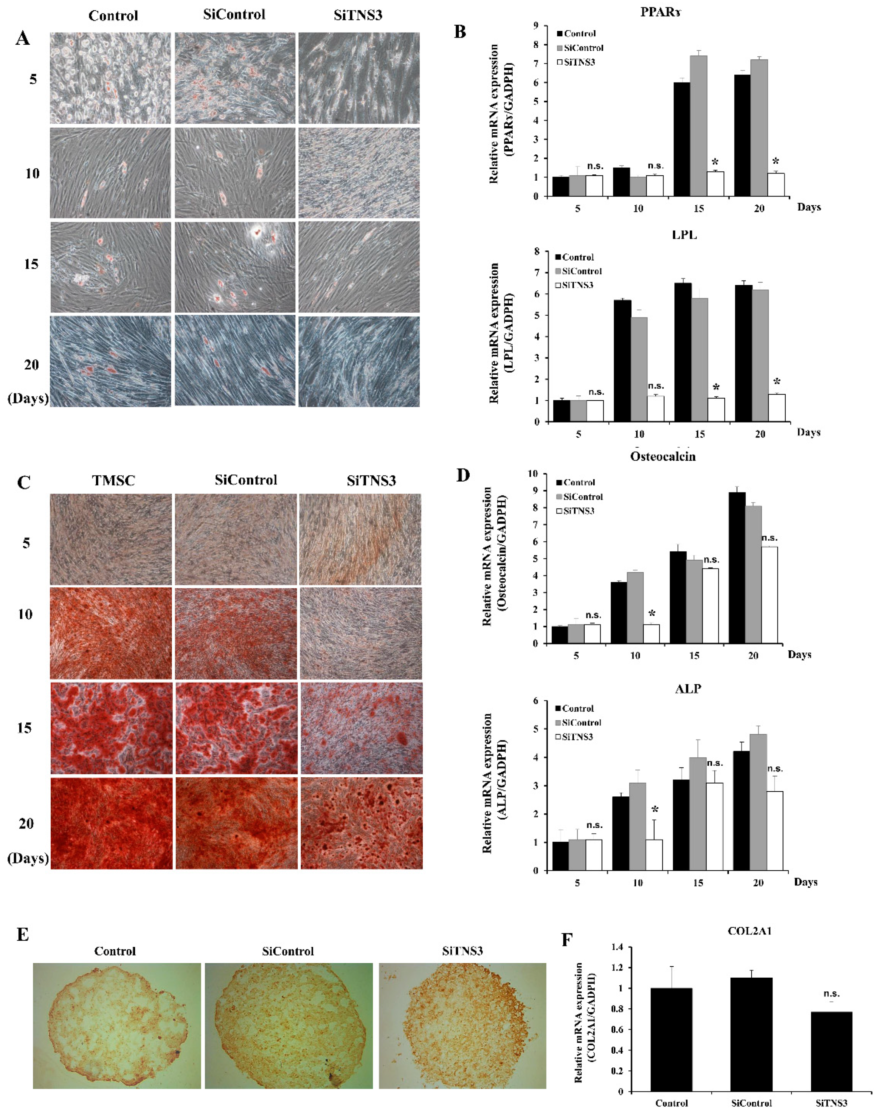 Cells 09 00089 g004 Cells 09 00089 g004