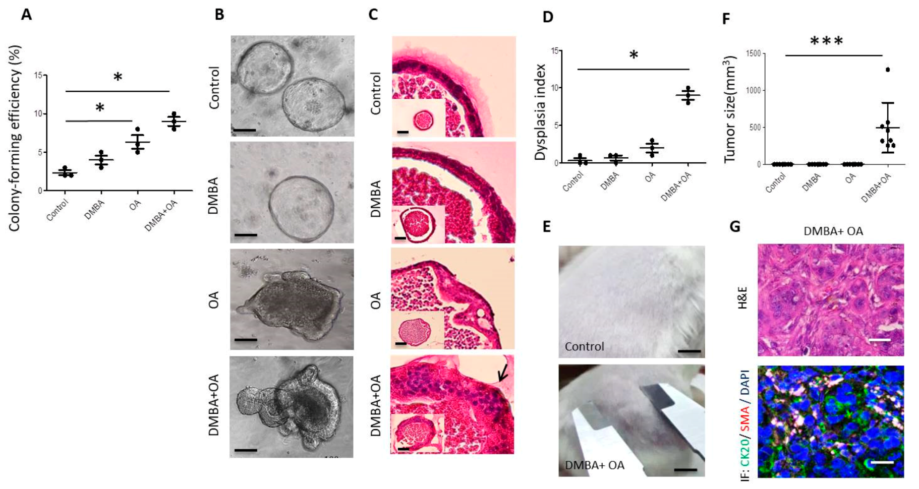 Cells 09 00090 g001 Cells 09 00090 g001