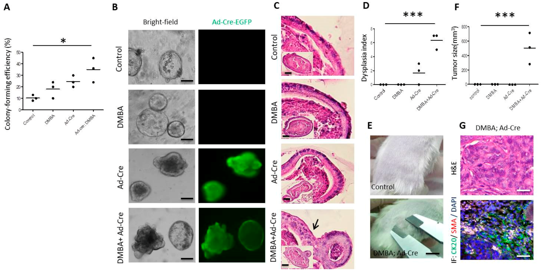 Cells 09 00090 g002 Cells 09 00090 g002