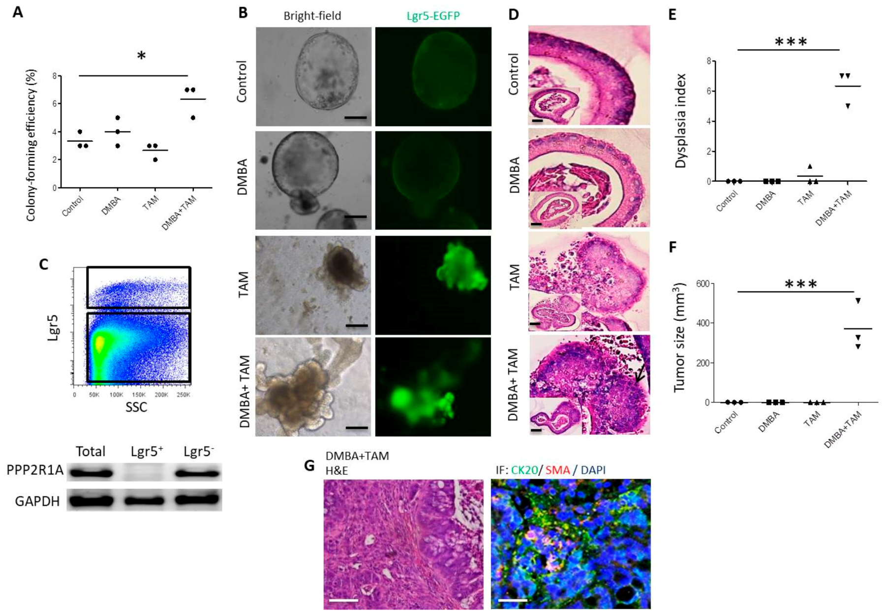 Cells 09 00090 g003 Cells 09 00090 g003