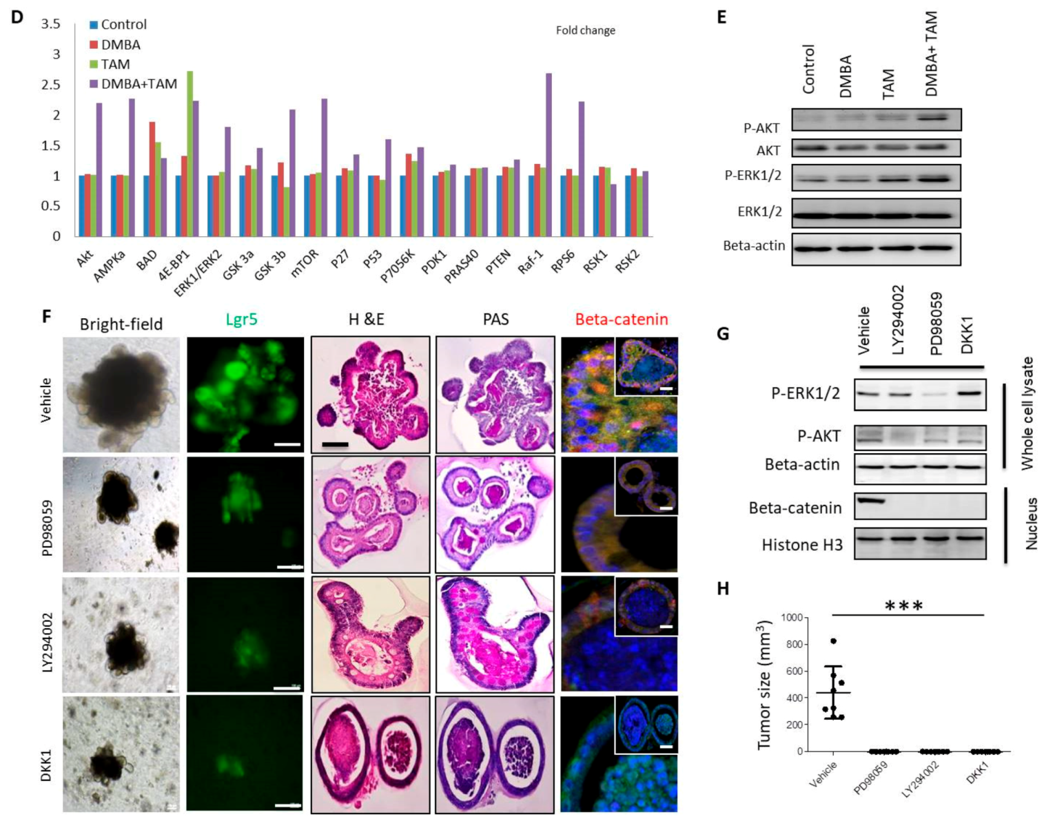 Cells 09 00090 g005b Cells 09 00090 g005b
