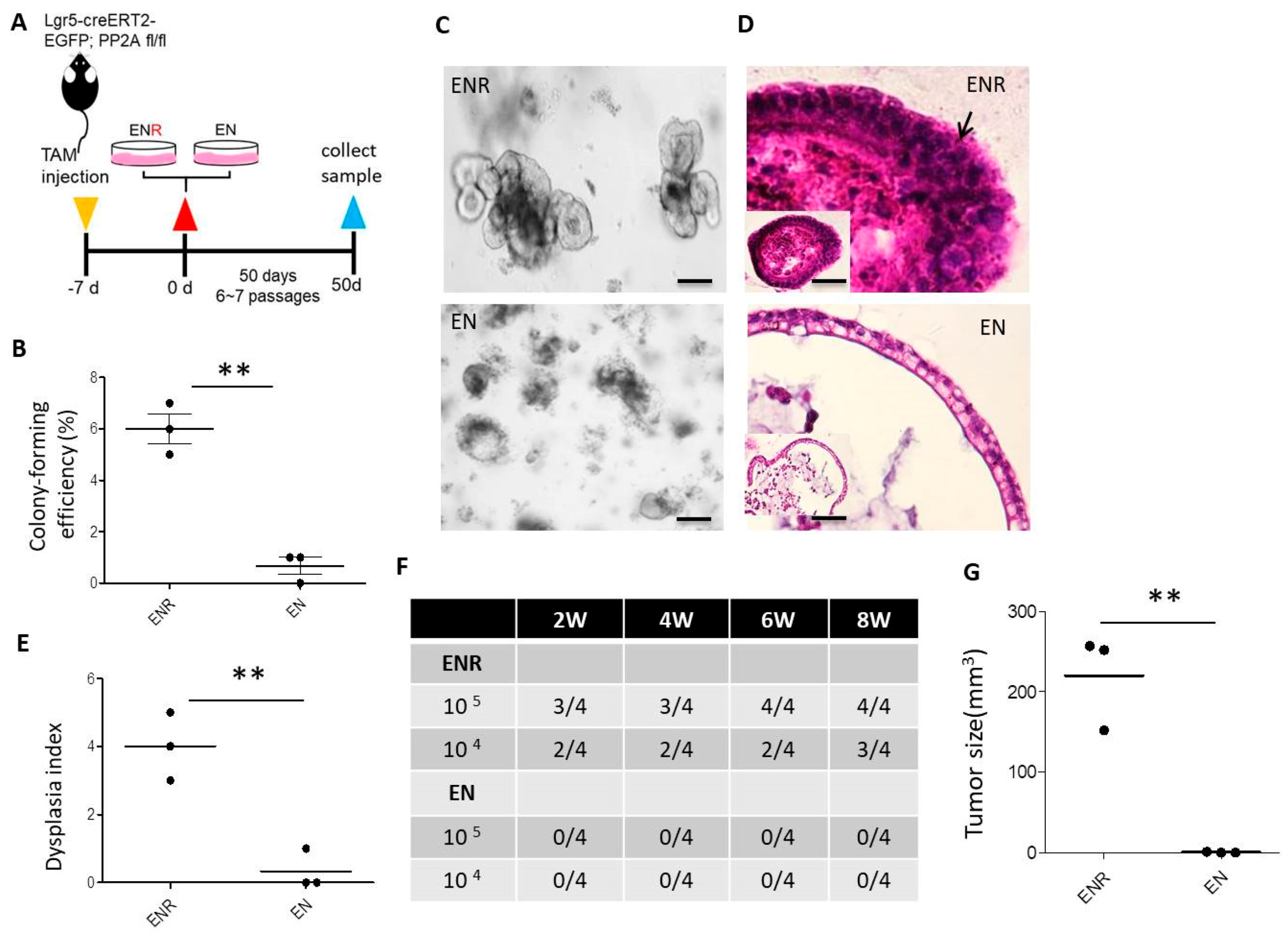 Cells 09 00090 g006 Cells 09 00090 g006