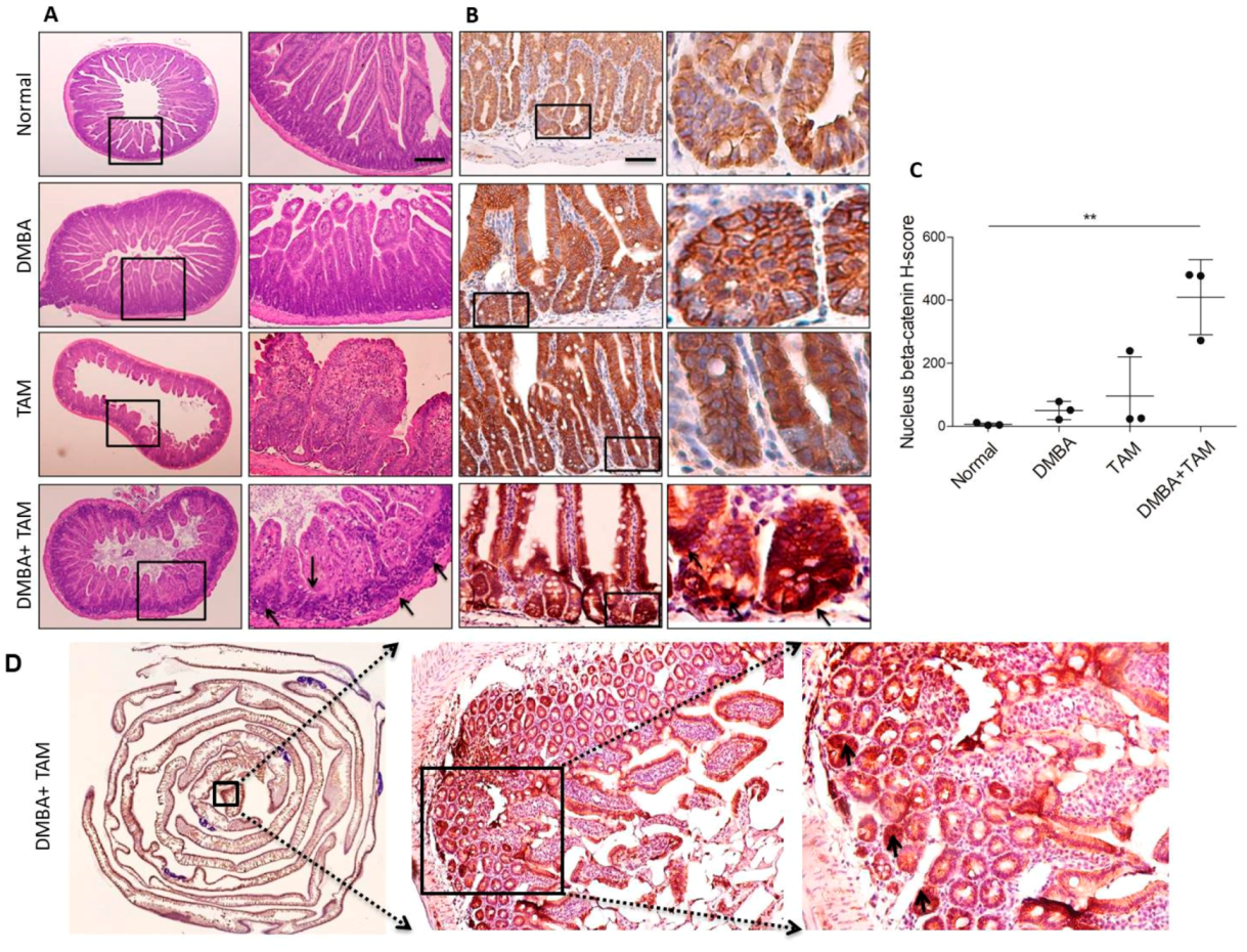 Cells 09 00090 g007 Cells 09 00090 g007