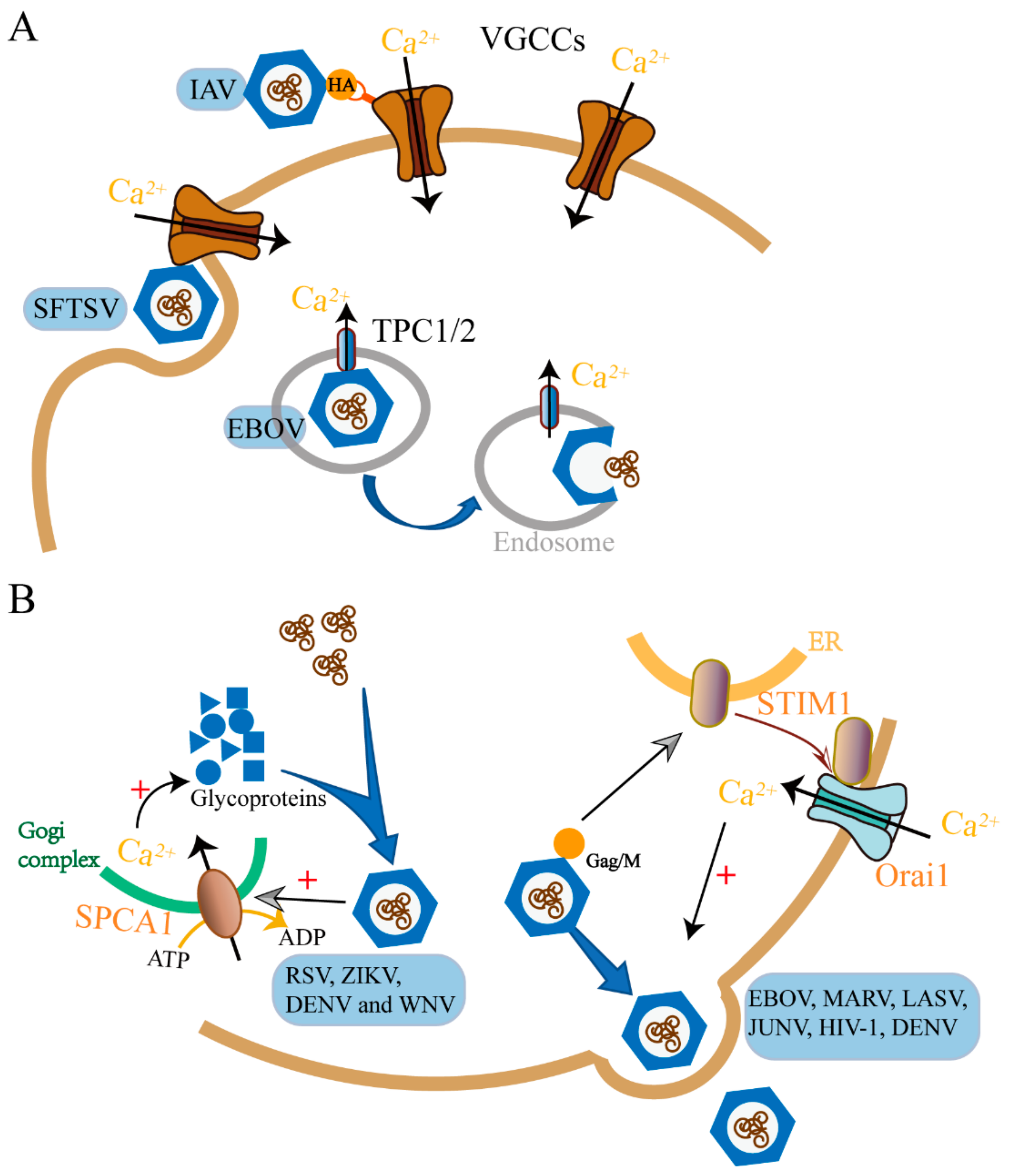 Cells 09 00094 g002