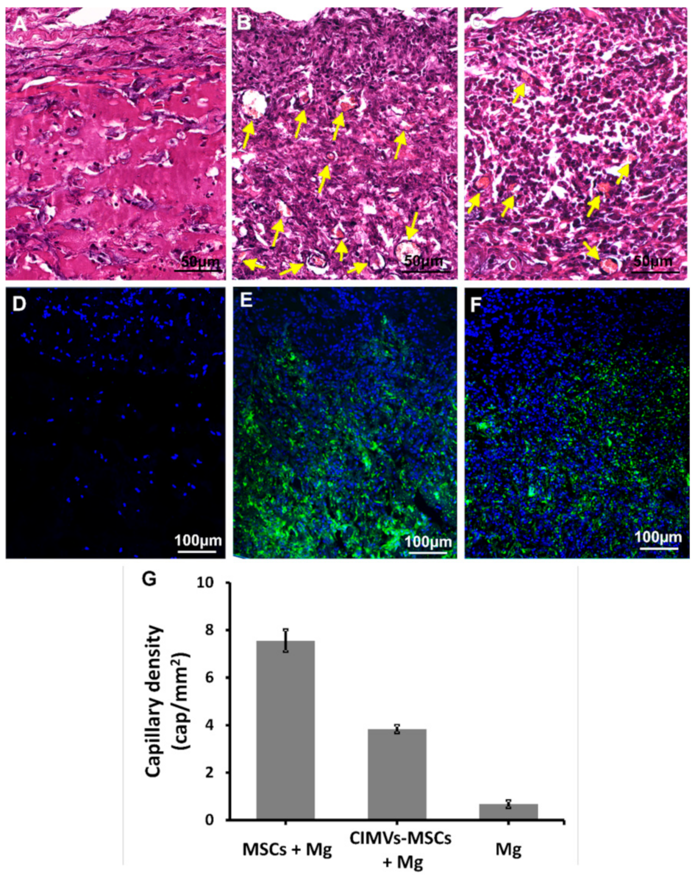 Cells 09 00095 g006 Cells 09 00095 g006