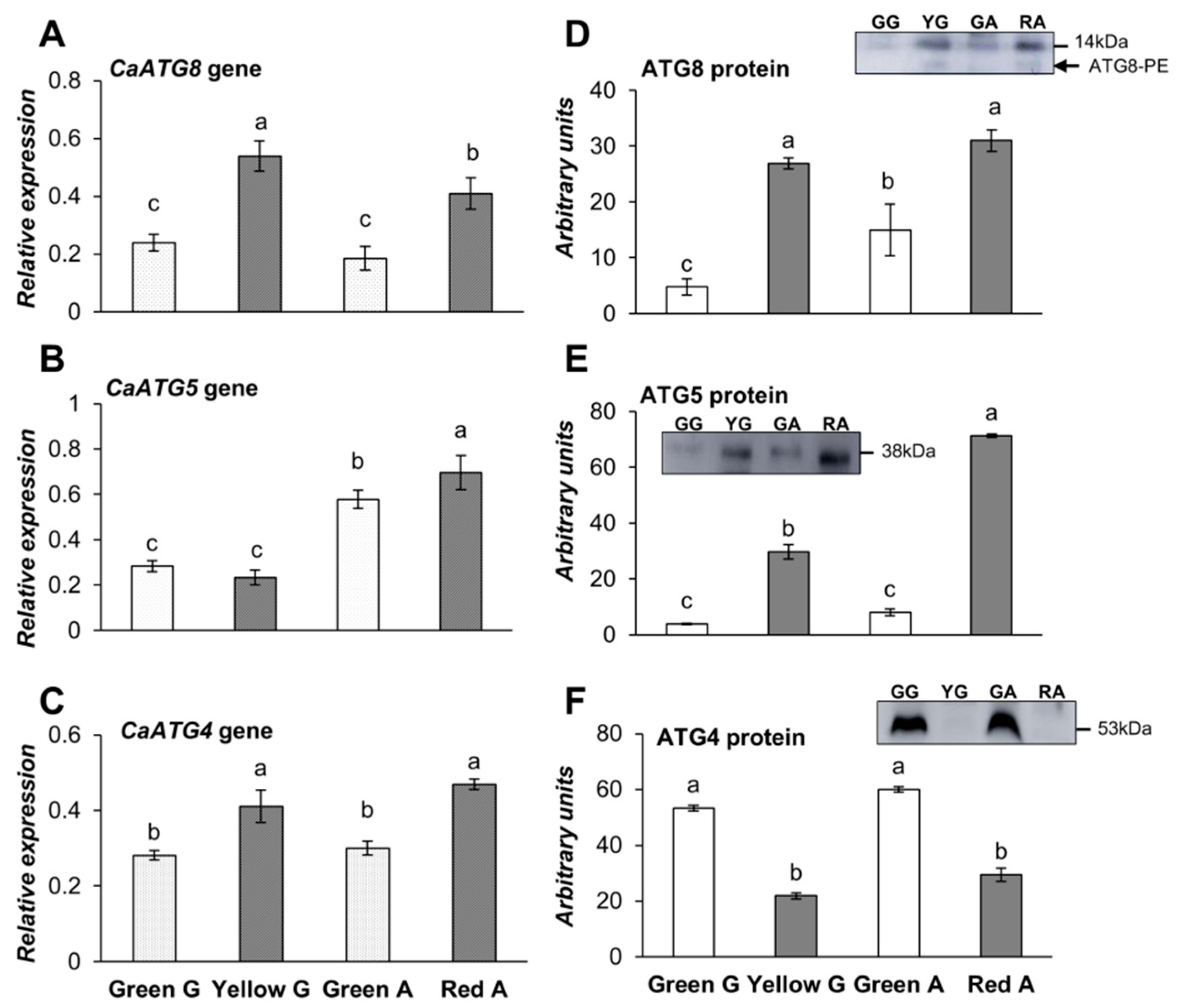 Cells 09 00106 g002 Cells 09 00106 g002
