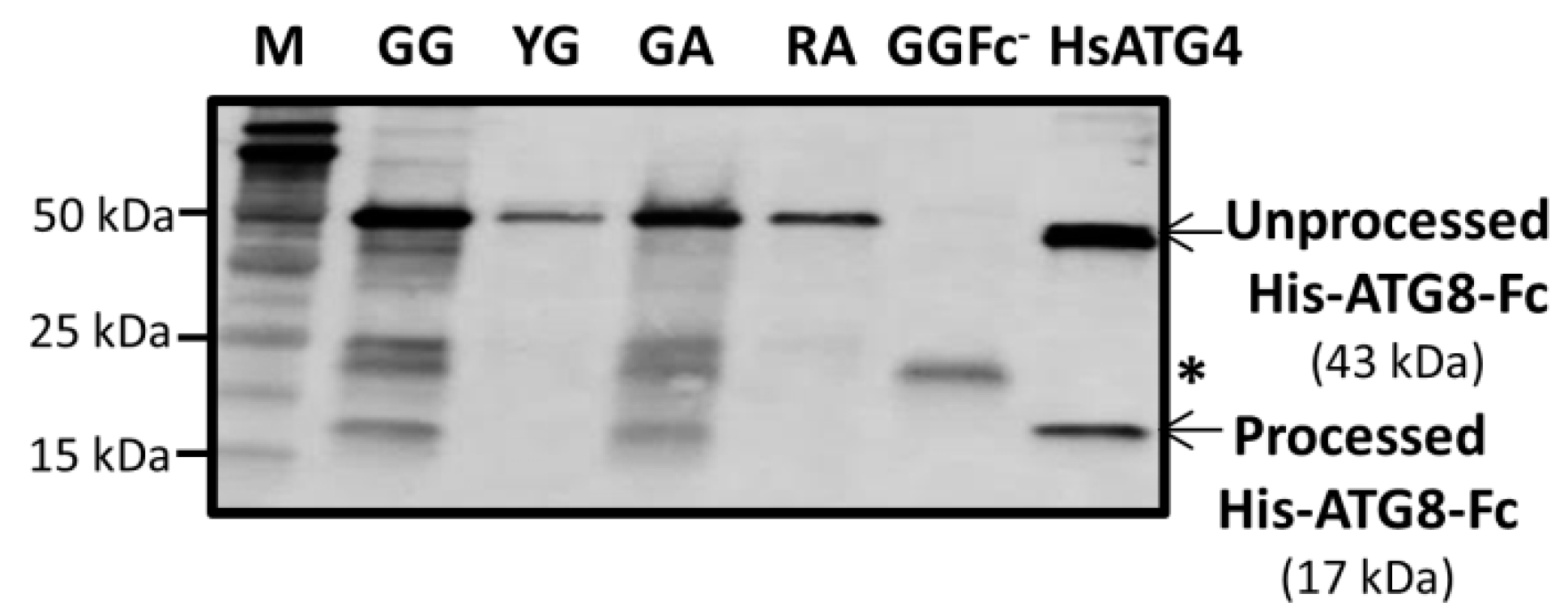 Cells 09 00106 g003 Cells 09 00106 g003