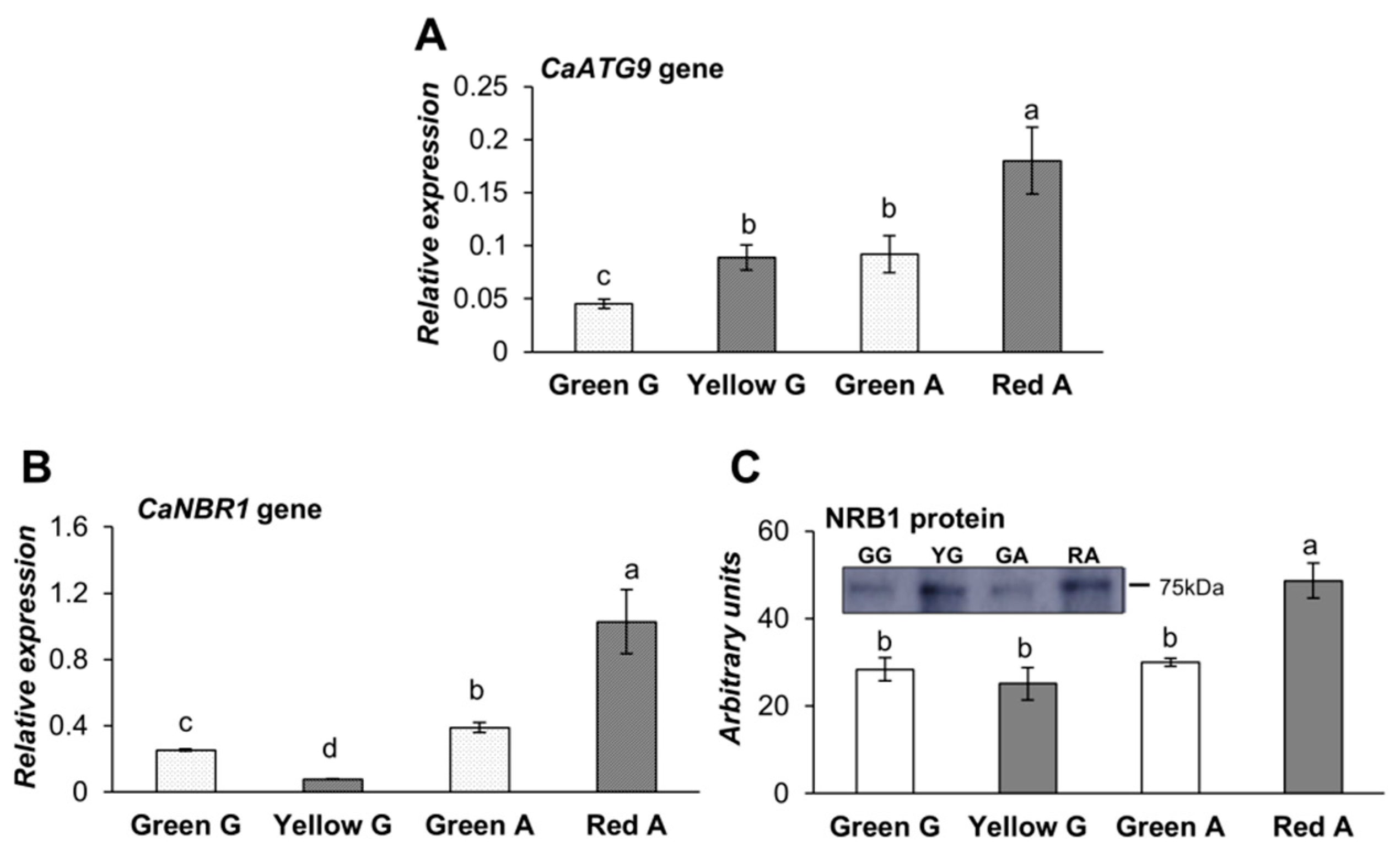 Cells 09 00106 g004 Cells 09 00106 g004