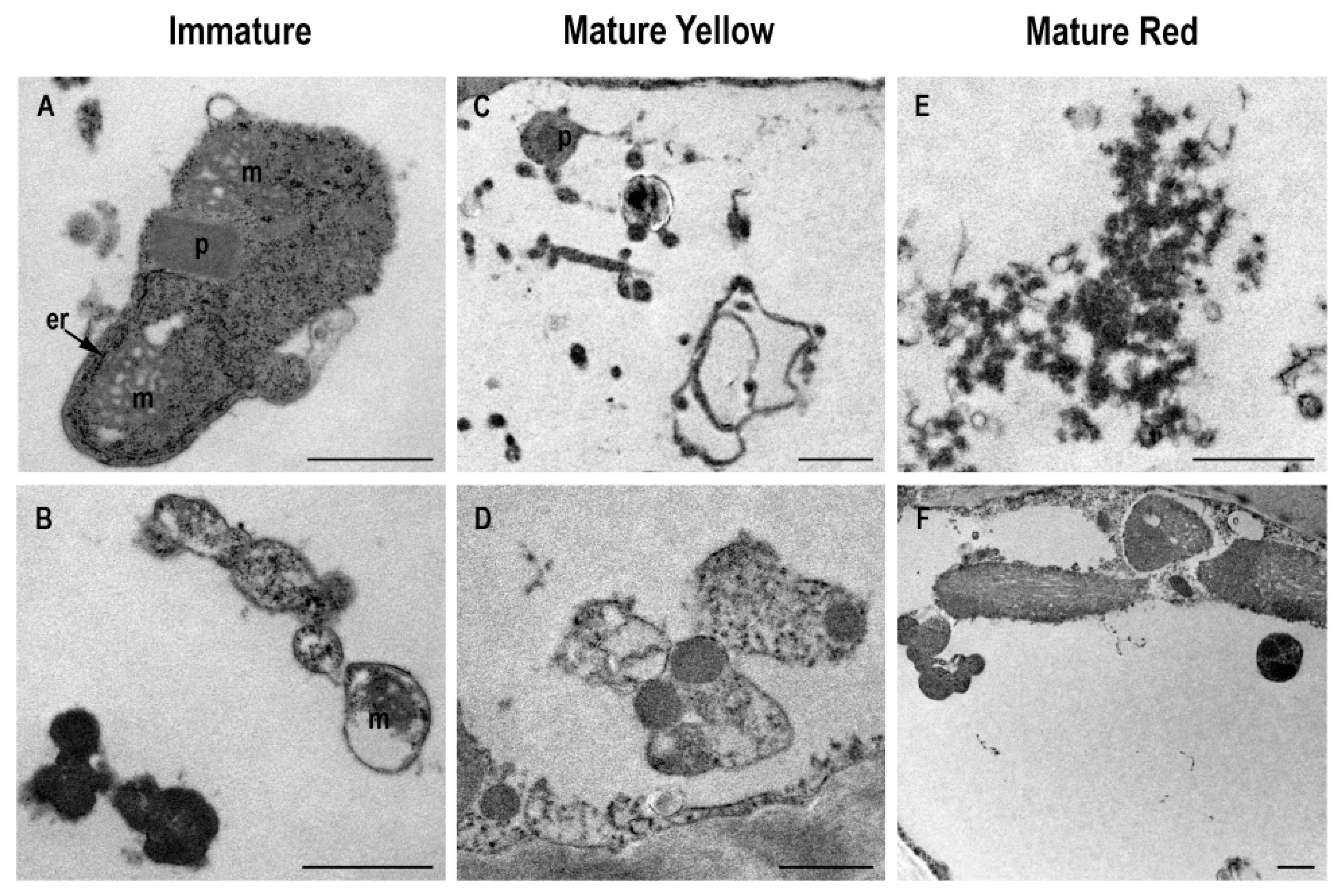 Cells 09 00106 g008 Cells 09 00106 g008