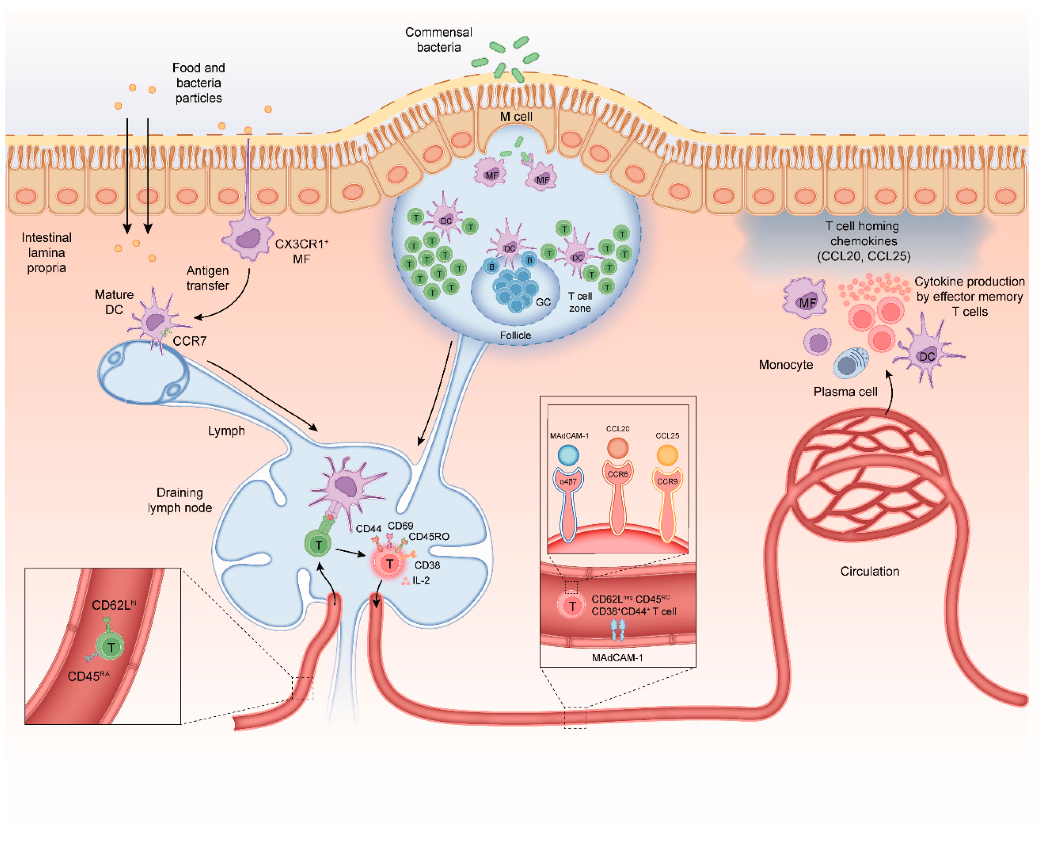 Cells 09 00110 g001 Cells 09 00110 g001