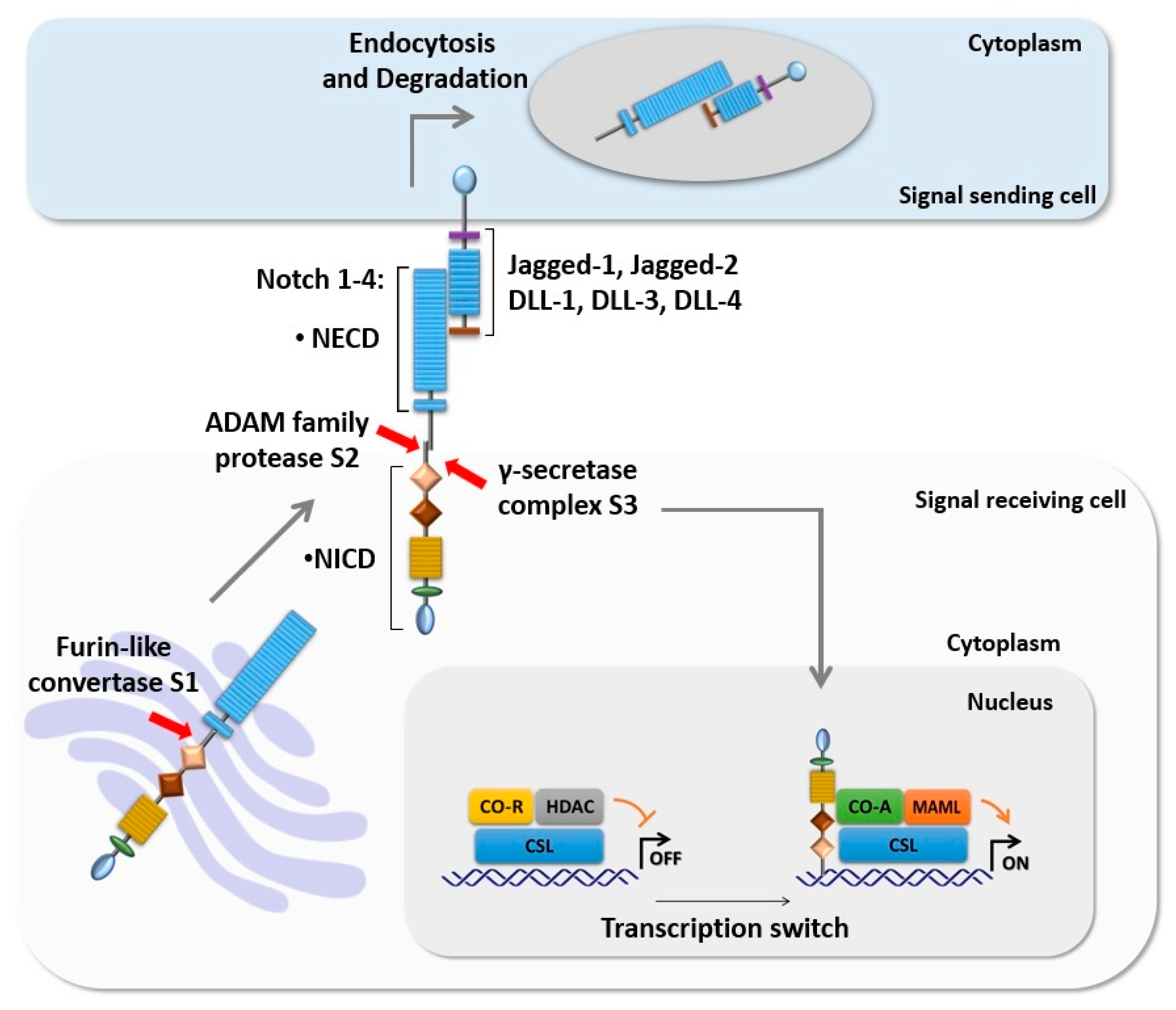Cells 09 00111 g001 Cells 09 00111 g001