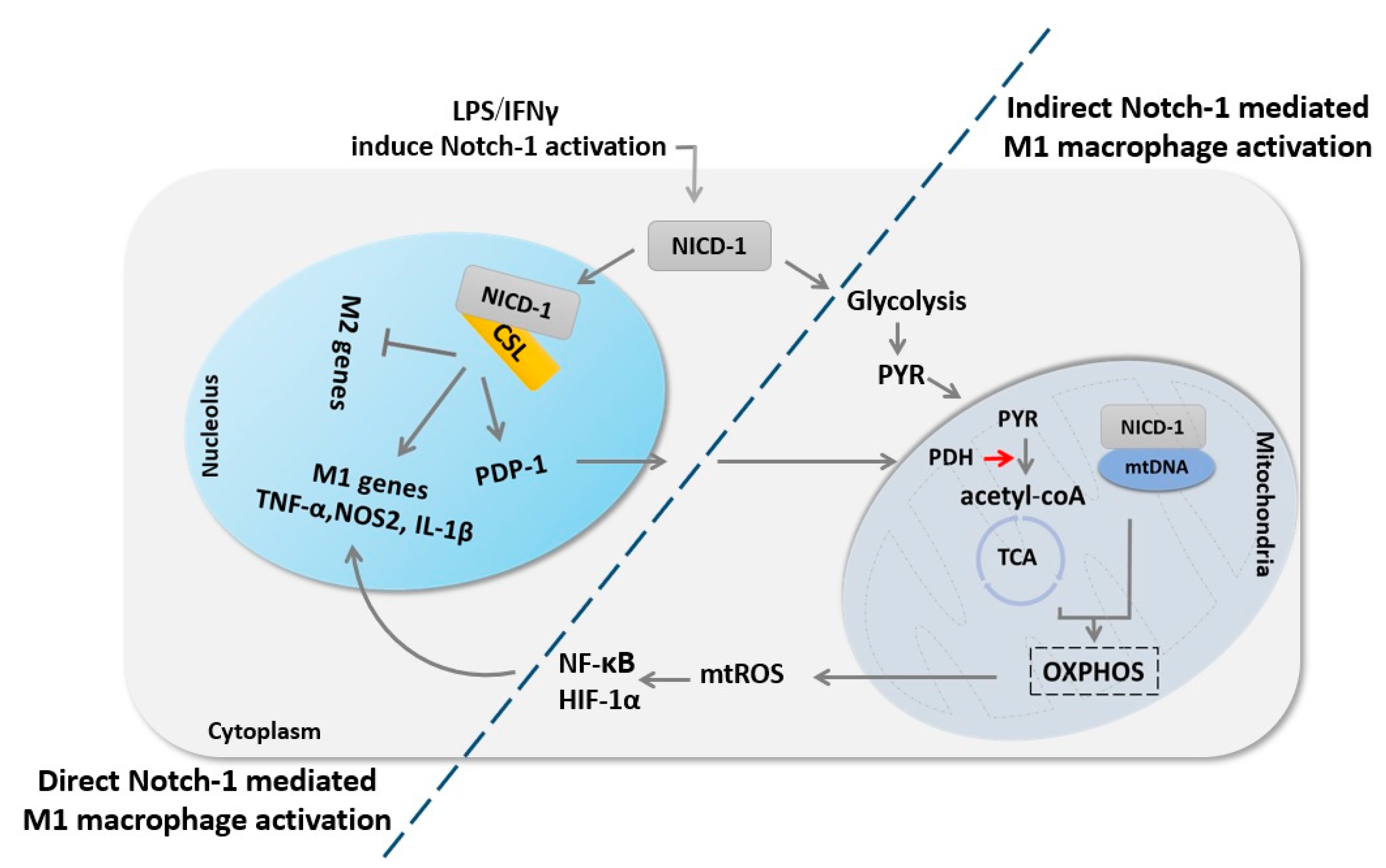 Cells 09 00111 g003 Cells 09 00111 g003
