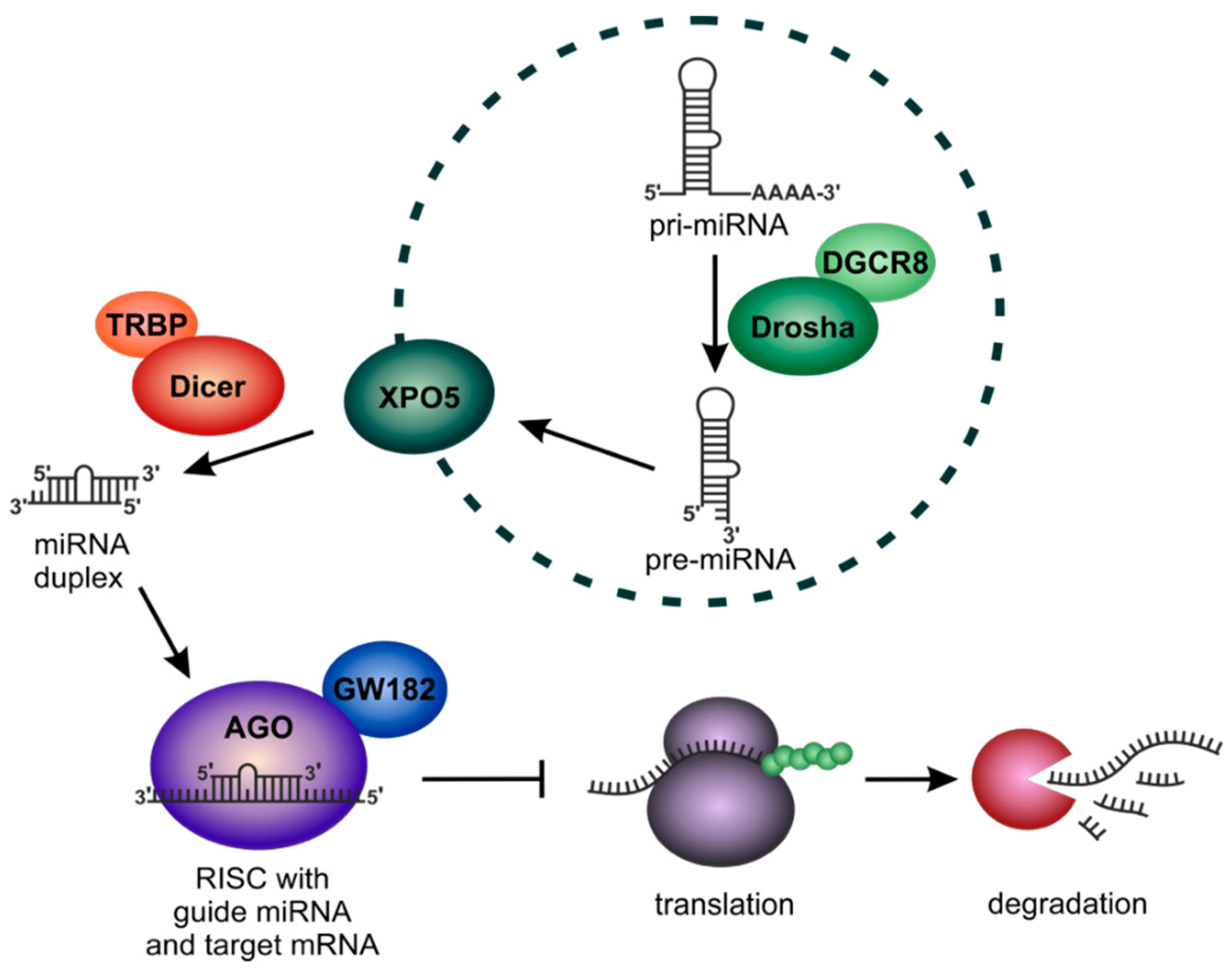 Cells 09 00114 g001 Cells 09 00114 g001
