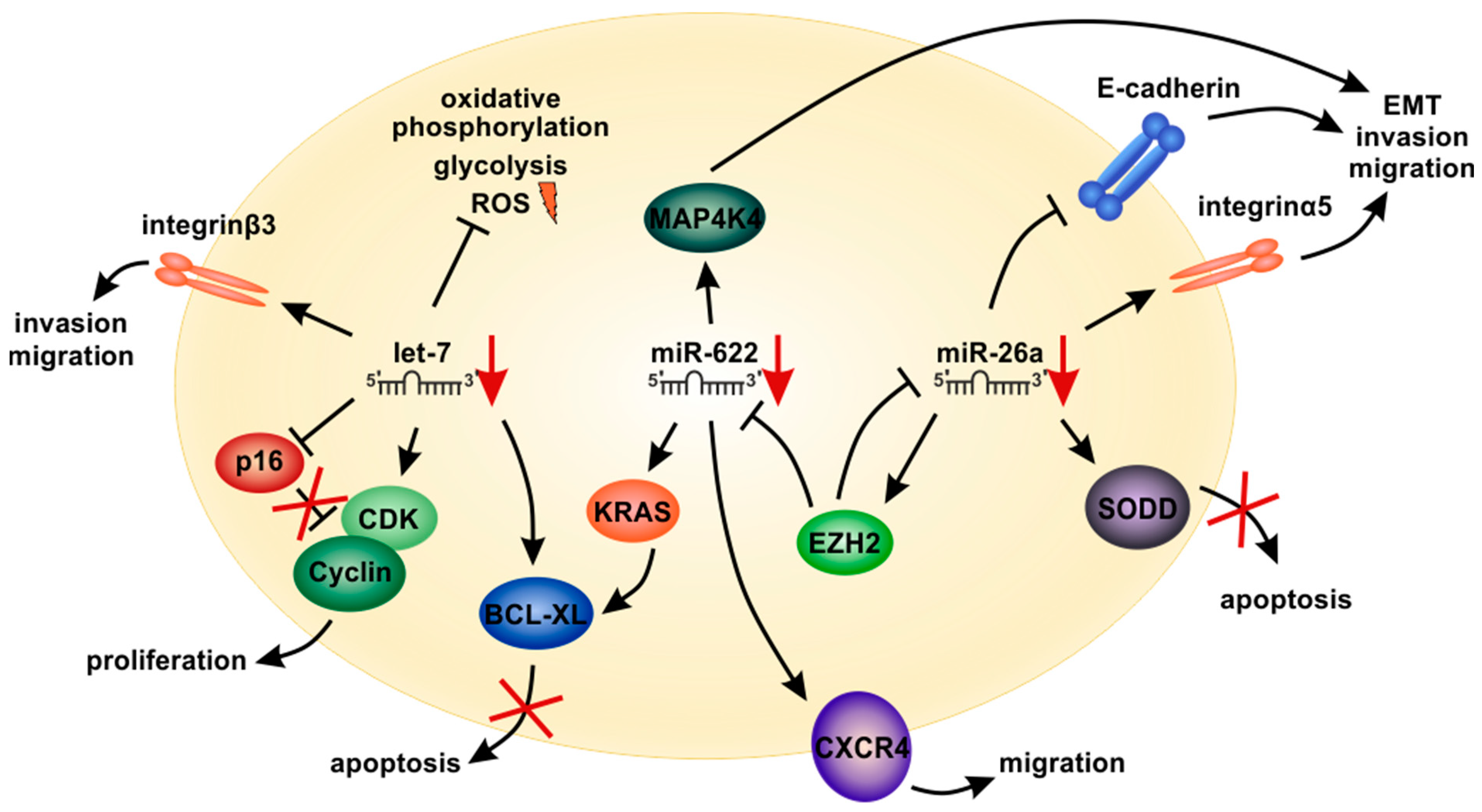 Cells Free Full Text Dissimilar Appearances Are Deceptive Common Micrornas And Therapeutic Strategies In Liver Cancer And Melanoma Html
