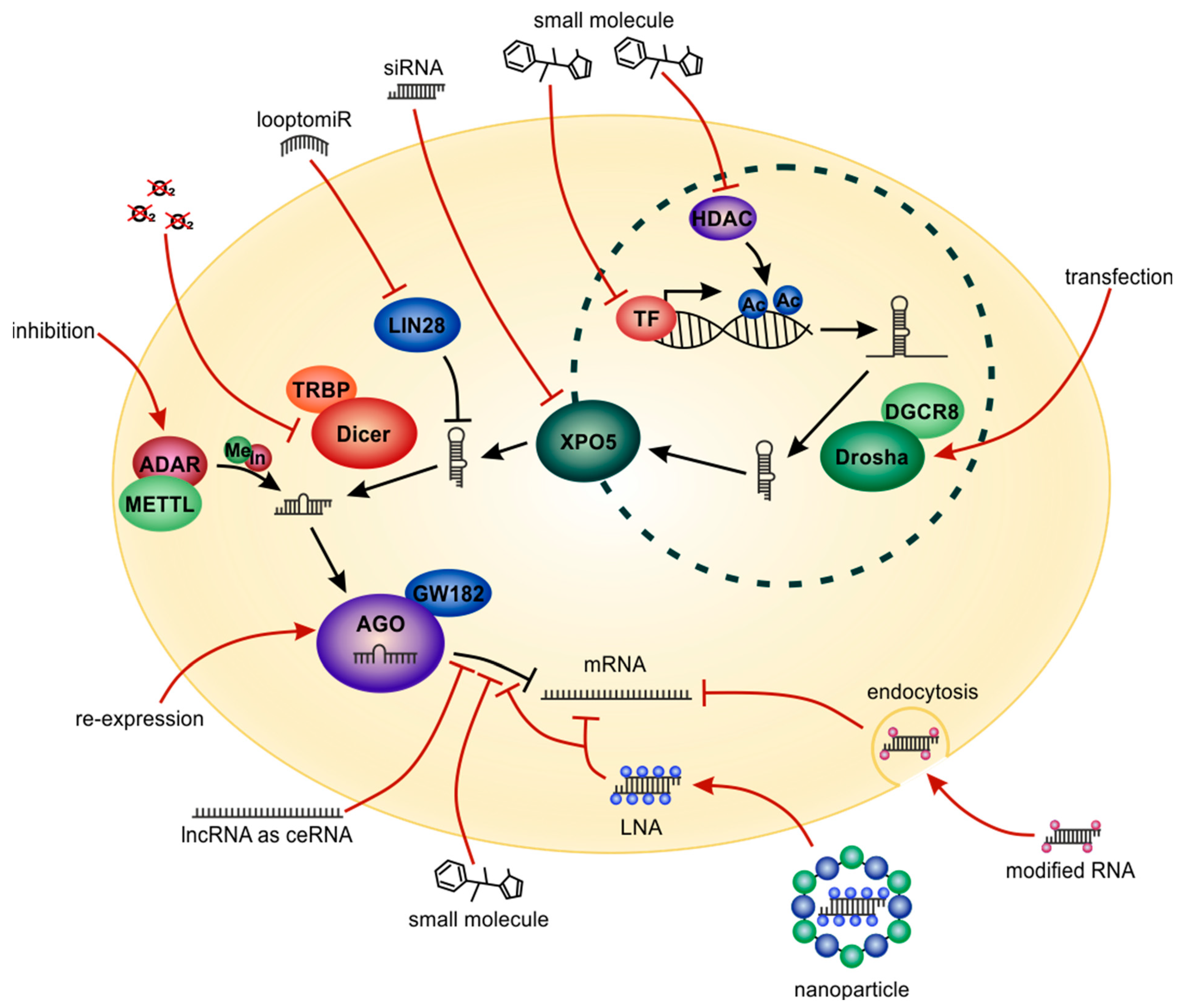 Cells 09 00114 g009 Cells 09 00114 g009
