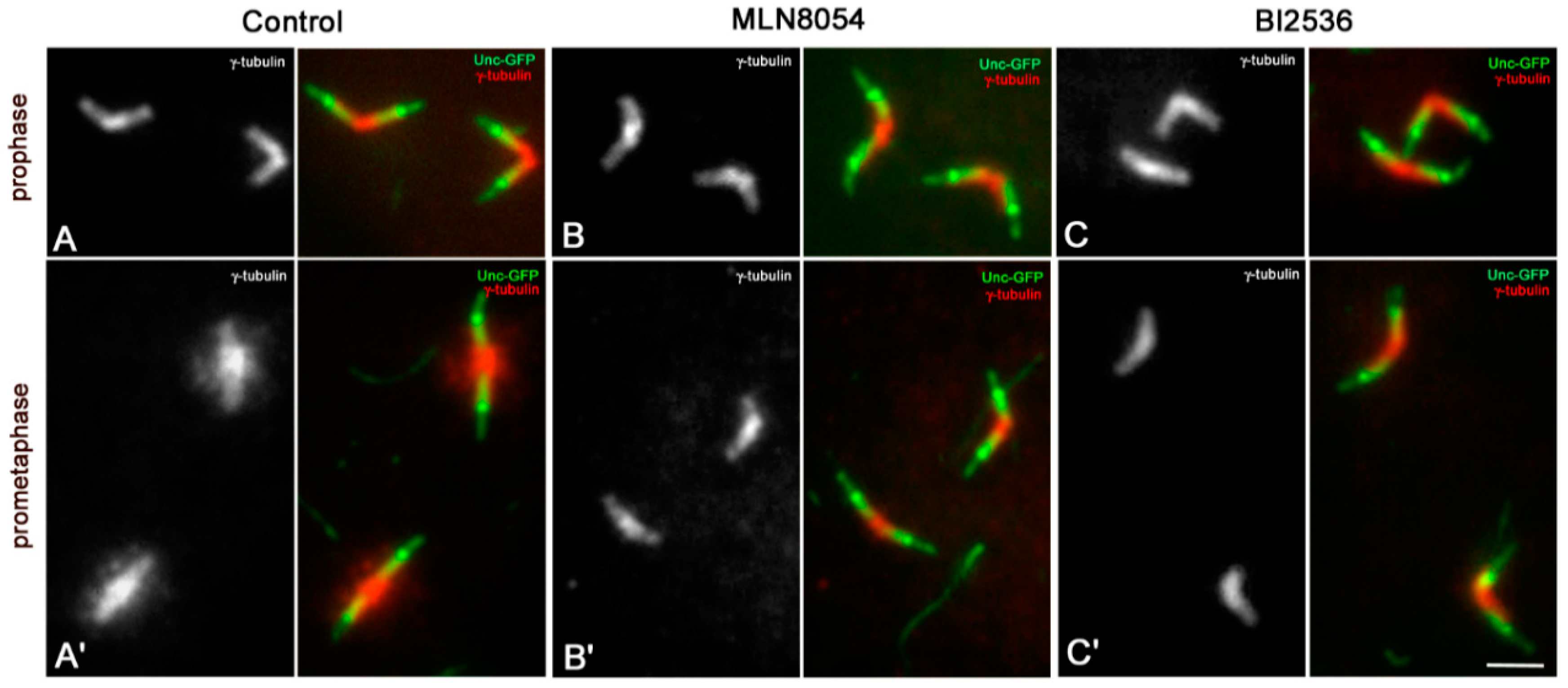 Cells 09 00115 g003 Cells 09 00115 g003