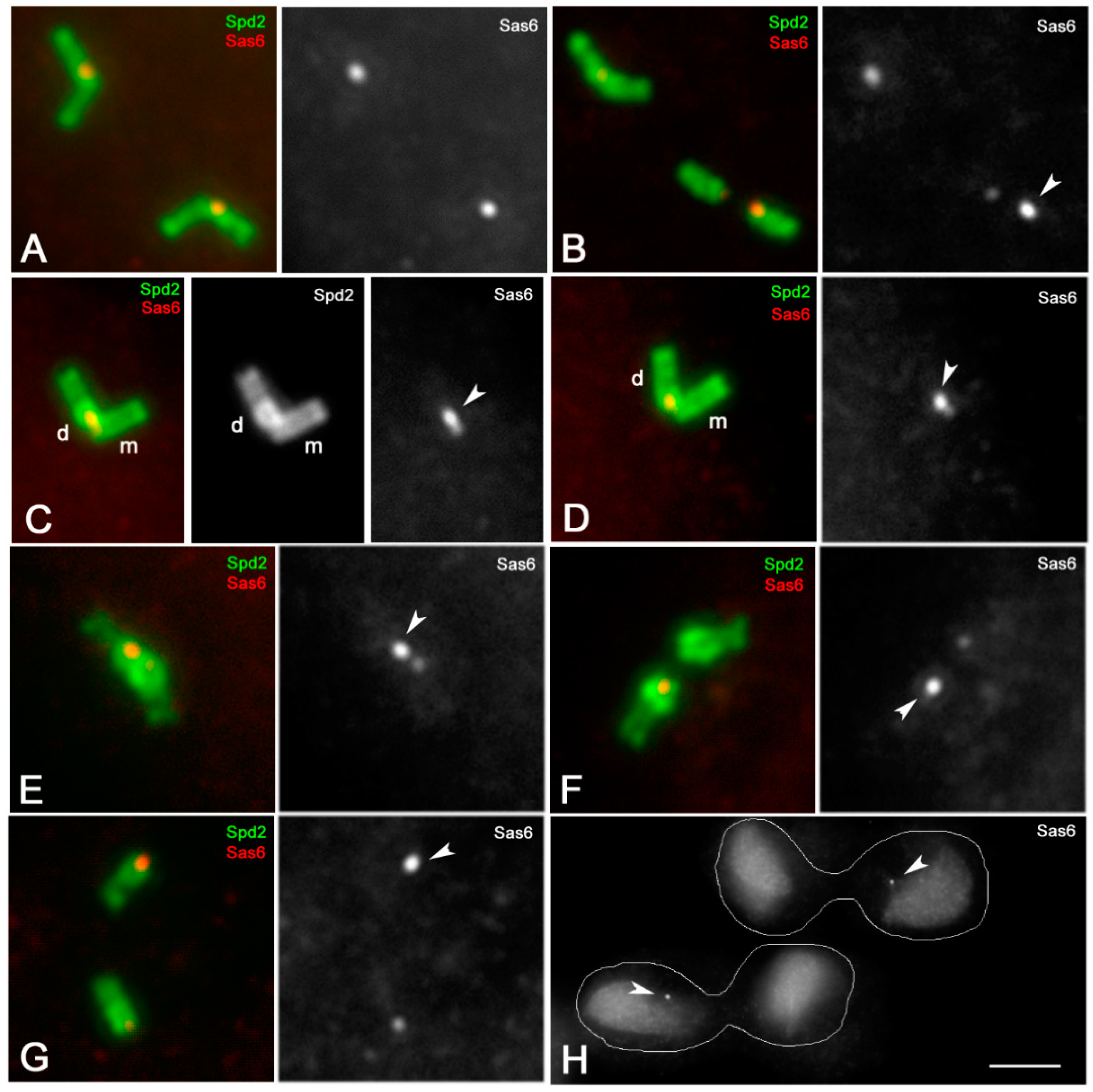Cells 09 00115 g004 Cells 09 00115 g004