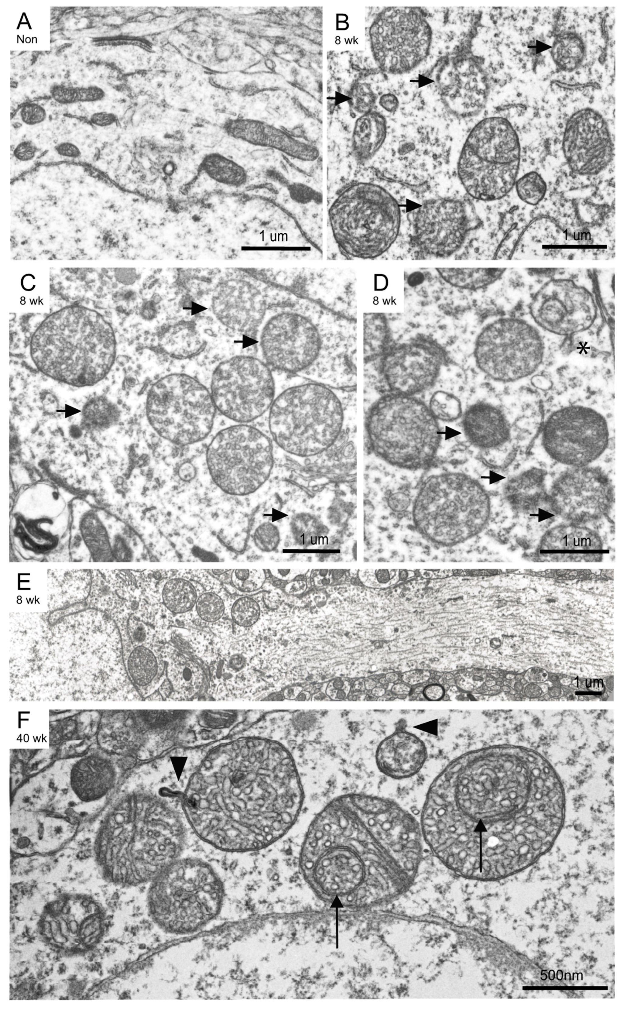 Cells 09 00116 g004 Cells 09 00116 g004