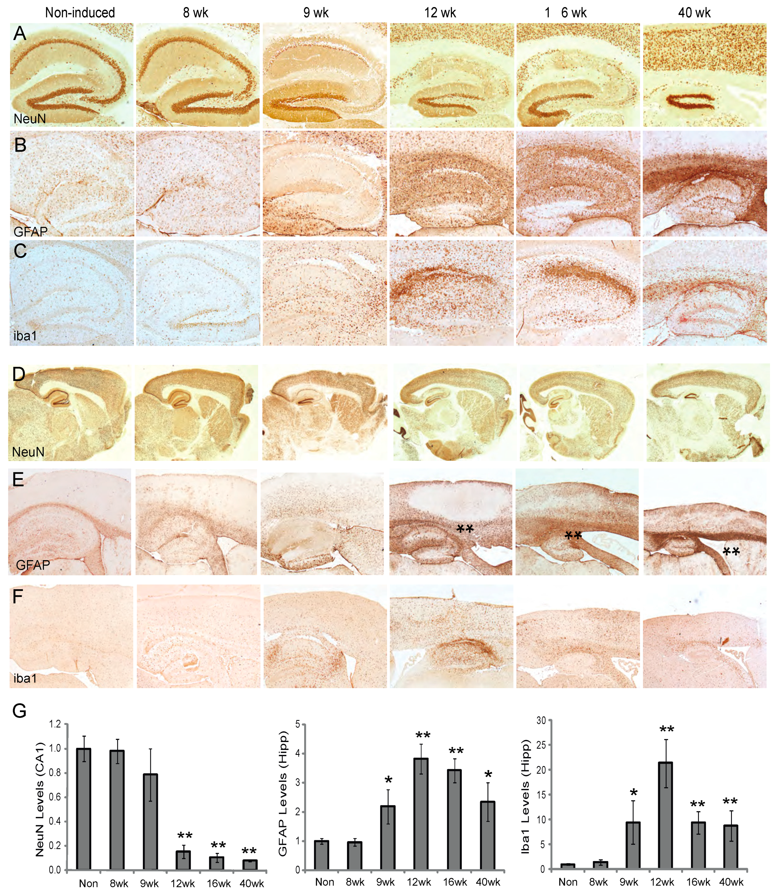 Cells 09 00116 g005 Cells 09 00116 g005